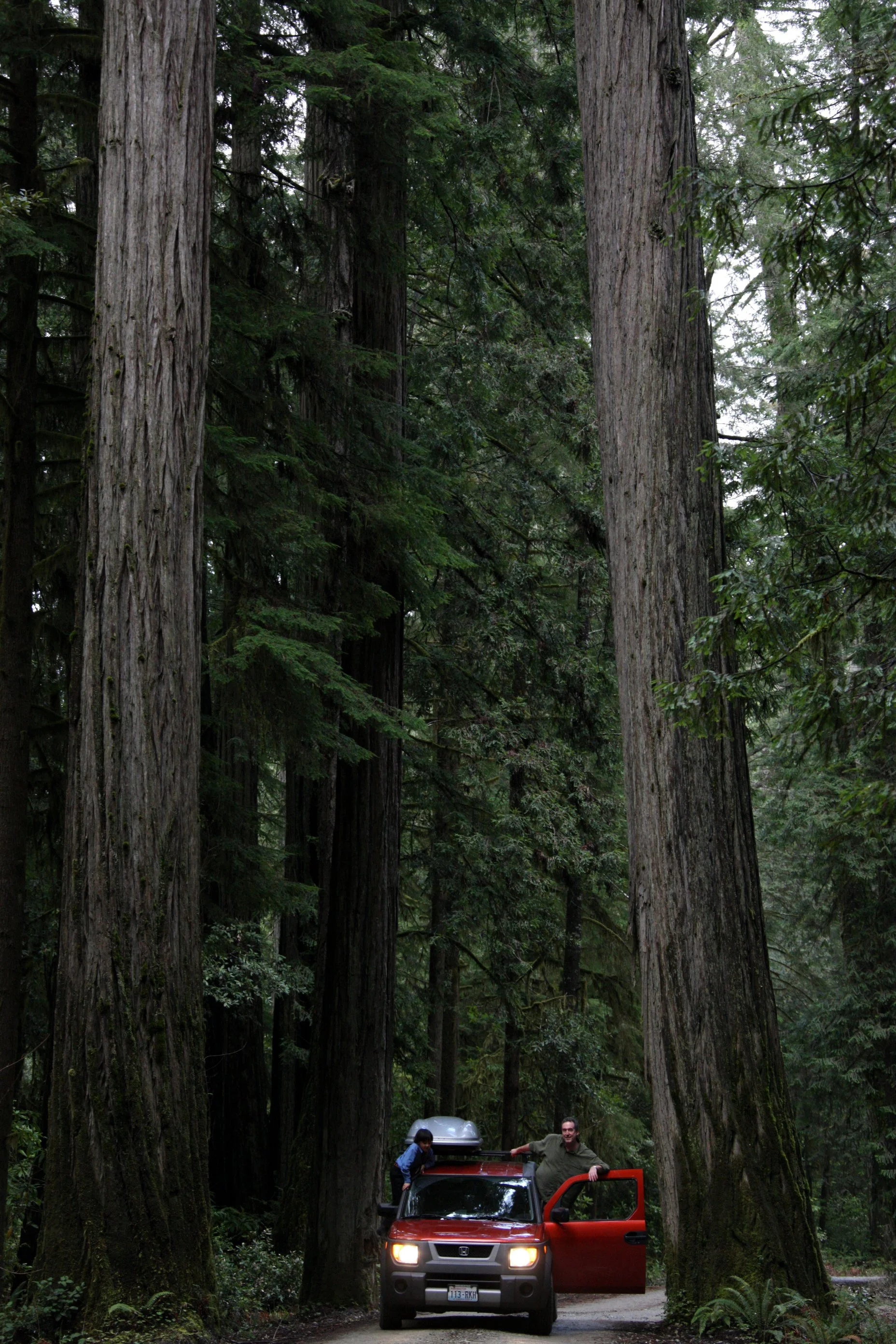 JEDIDIAH SMITH REDWOODS STATE PARK CALIFORNIA (5).JPG