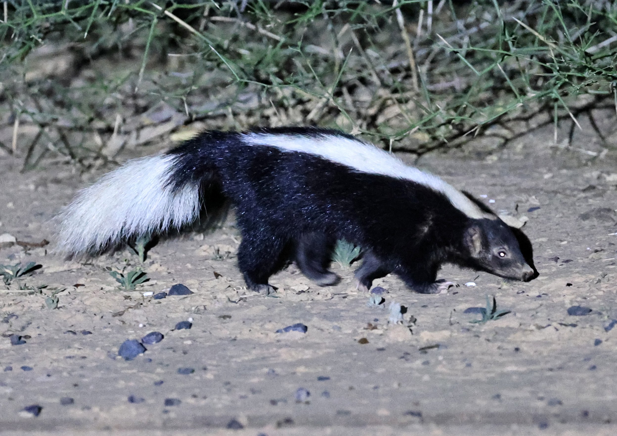 Molina's Hog-nosed Skunk (Conepatus chinga) Estancia Campo'í Paraguay (154).jpg