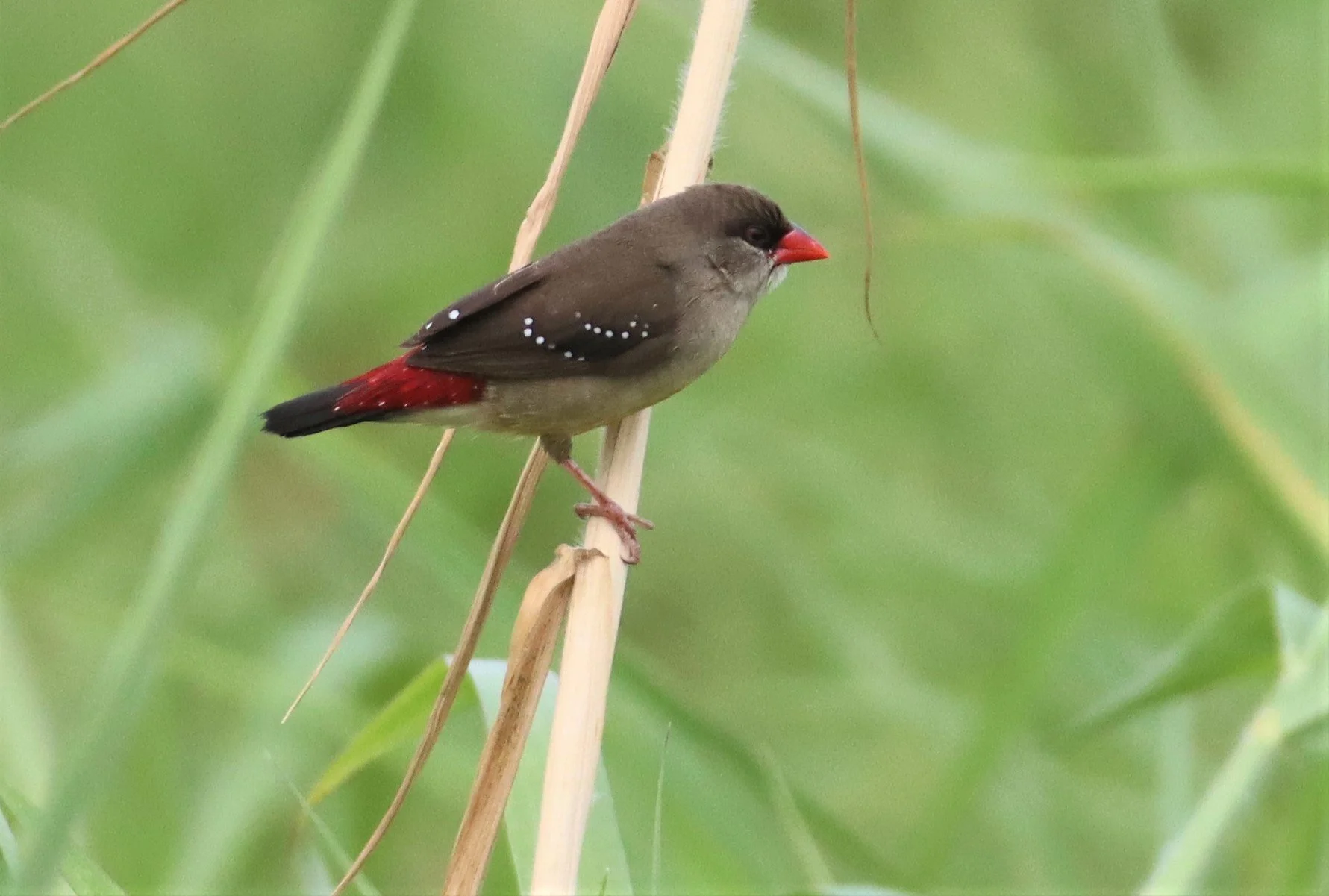 RED AVADAVAT - Amandava amandava - LAT KRABANG WETLANDS THAP YAO (85).jpg
