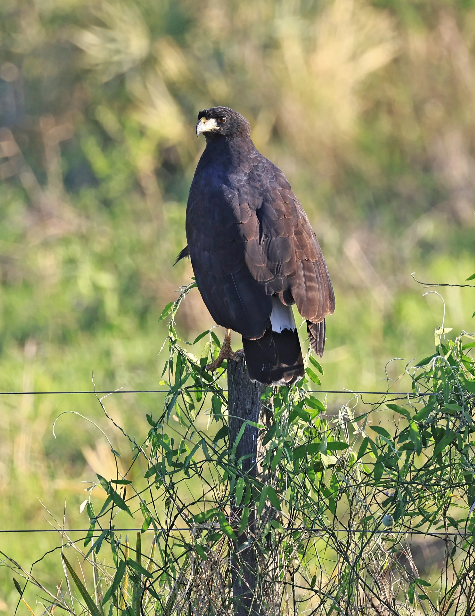 Great Black Hawk (Buteogallus urubitinga) Wetlands along Road between Pozo Colorado & Asuncion (9).jpg