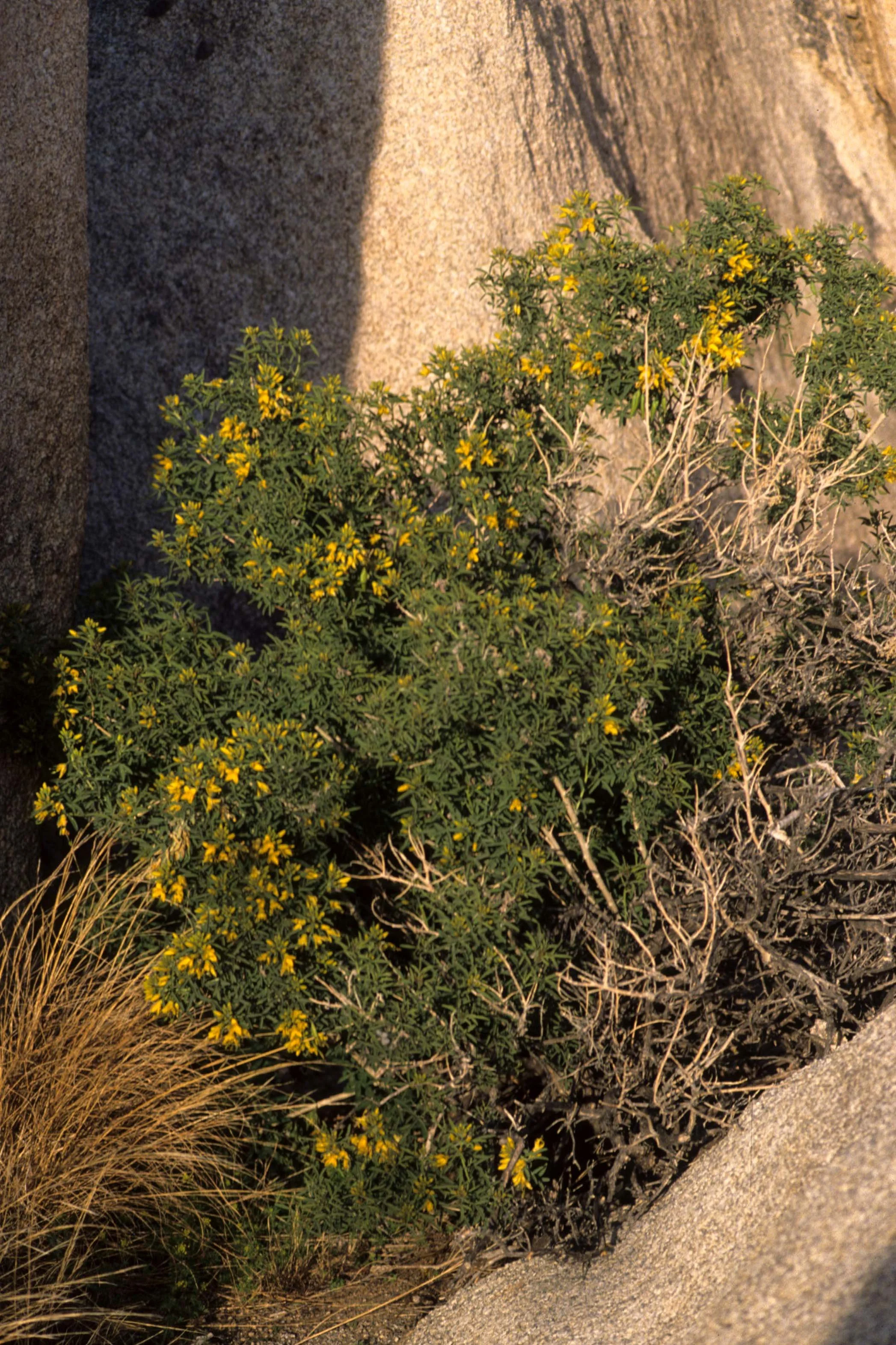 DEATH VALLEY - ASTERACEAE SPECIES.jpg
