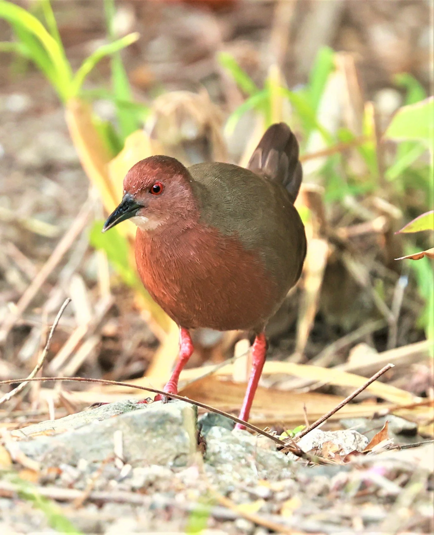 Ruddy-breasted Crake (Porzana fusca) Kaeng Krachan NP Vicinity (13).jpg