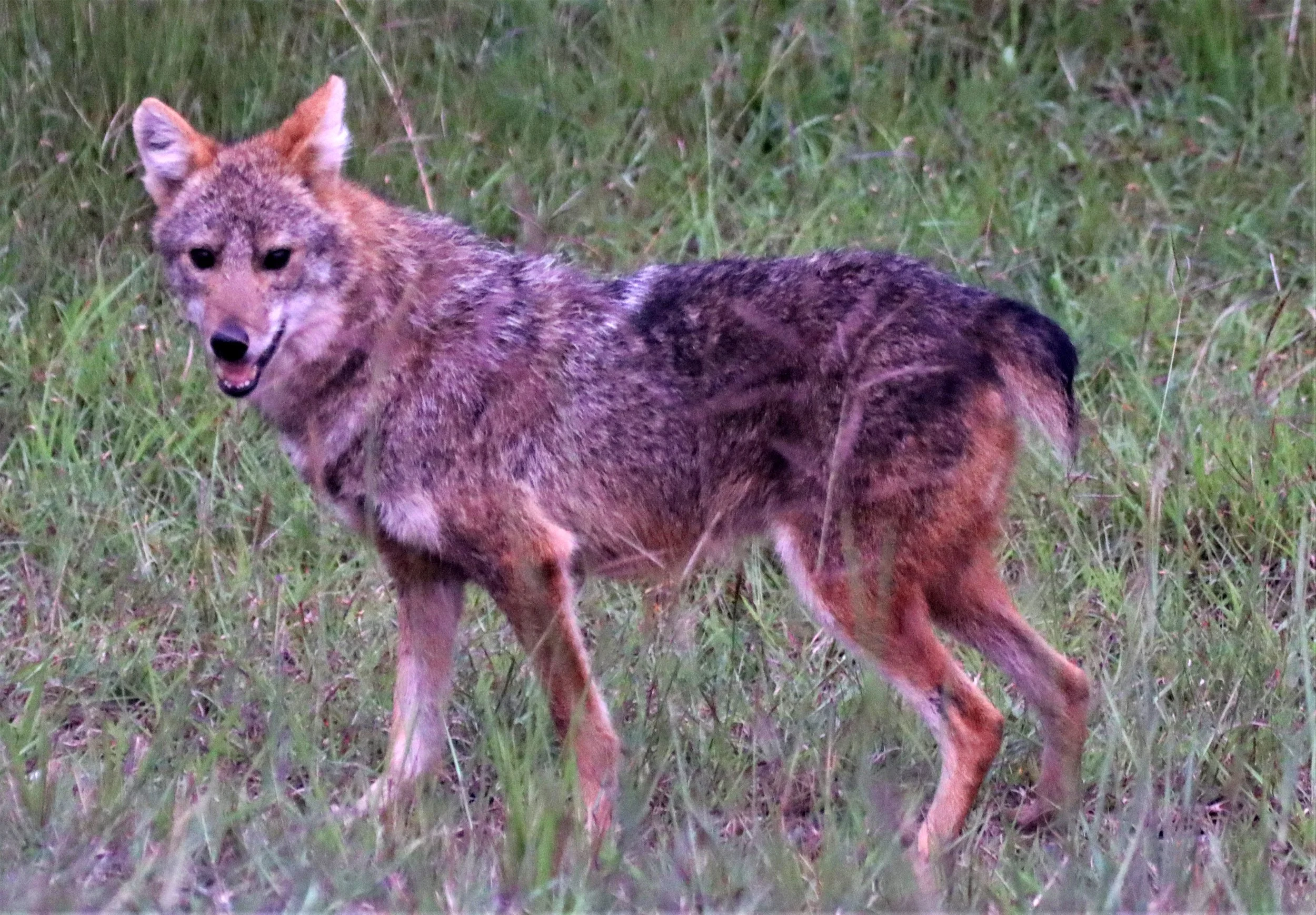 They are distinguished by their slender body, long legs, and a bushy tail that often has a tan or black tip. In Thai, they are known as หมาจิ้งจอก (sòo-nák jîng-jòk). They are primarily social animals, often seen in breeding pairs or small family uni
