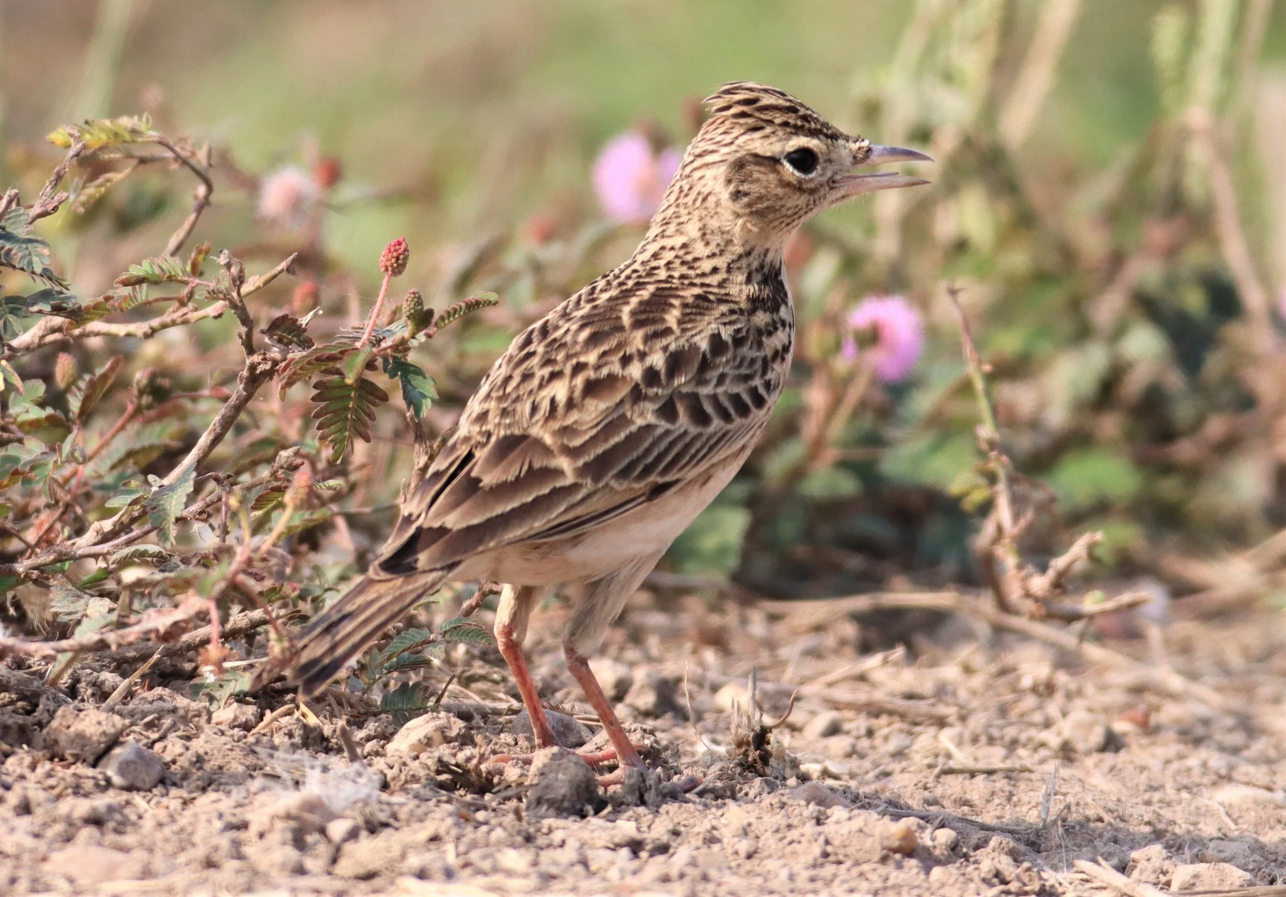 Oriental Skylark (Alauda gulgula) Bang Khaem Wetlands Nakhon Pathom (15).jpg
