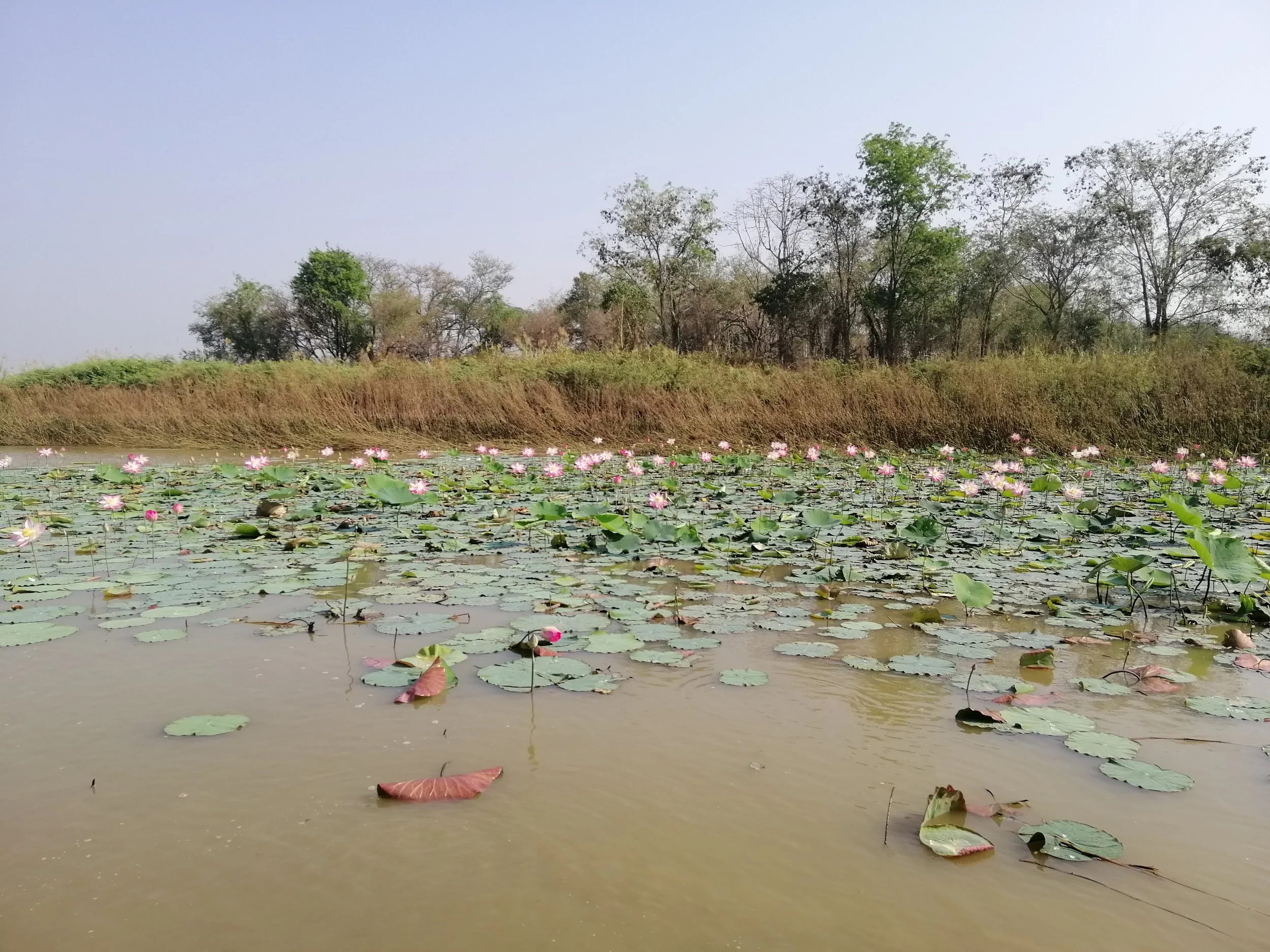 2021 Bueng Boraphet Day  (27).jpg