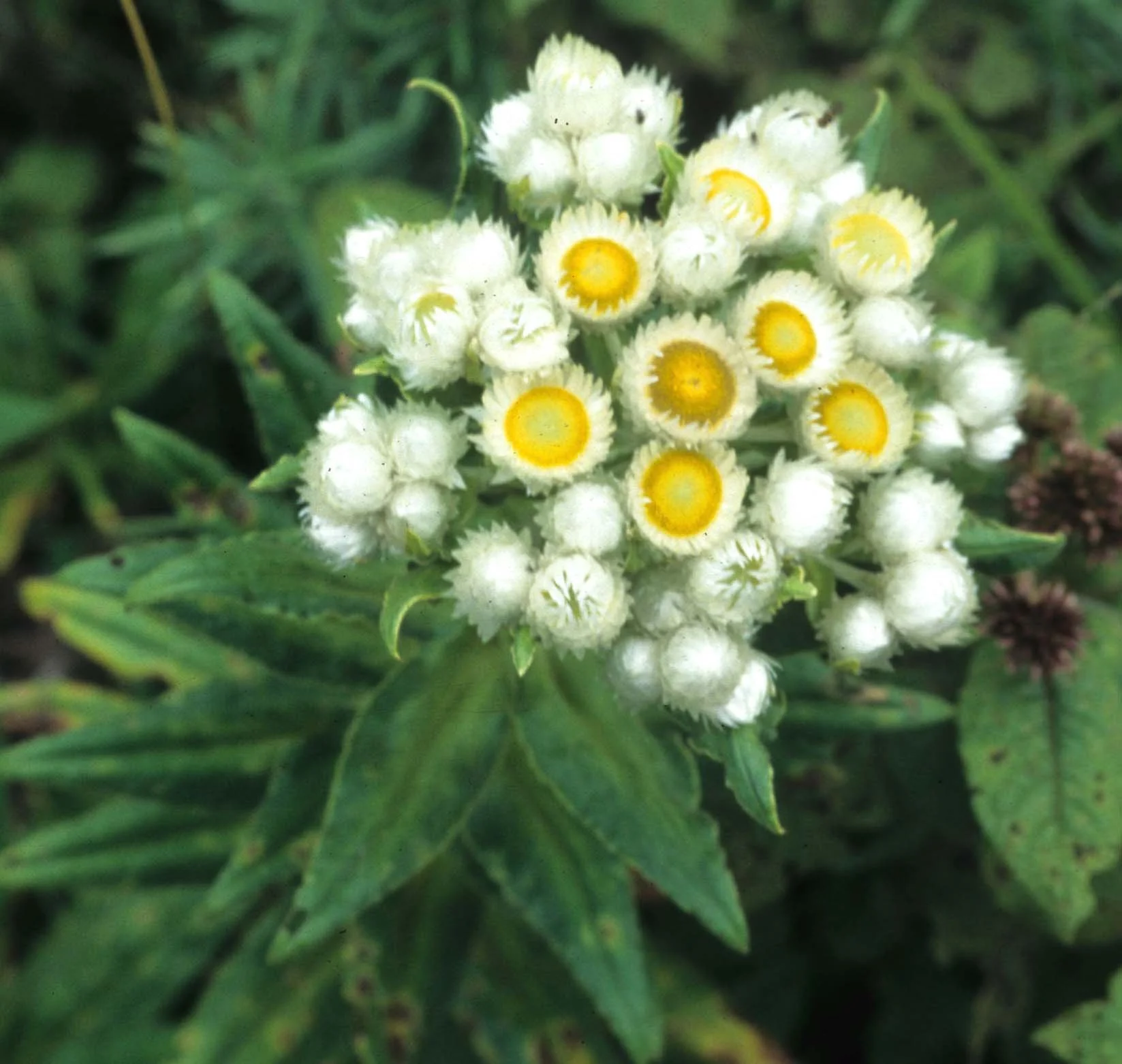 RWANDA - PLANTS - PEARLY EVERLASTING A.jpg