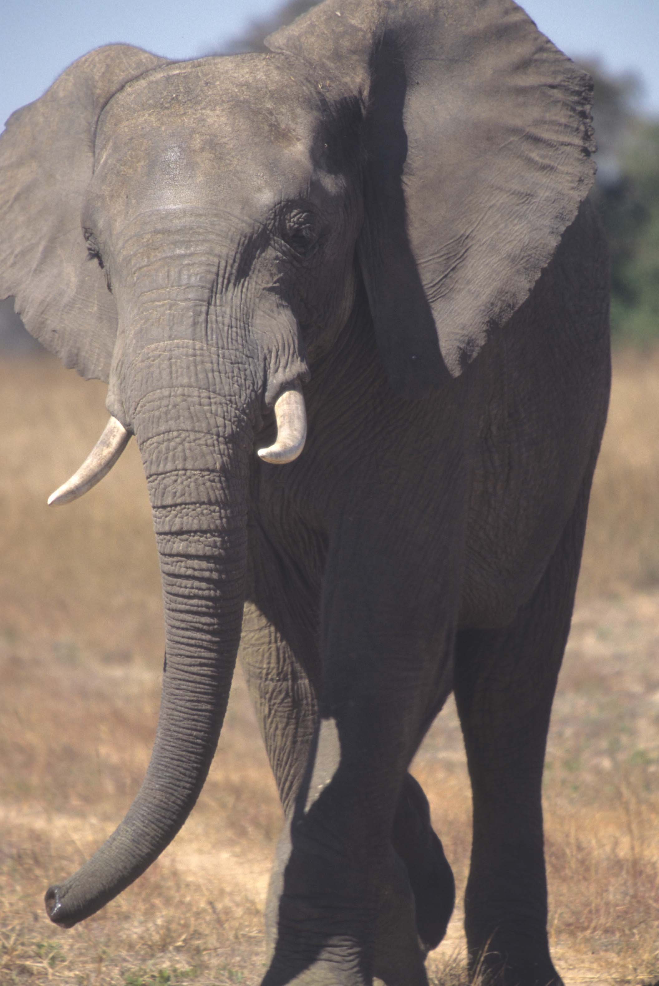 ELEPHANT - ZIMBABWE B.jpg