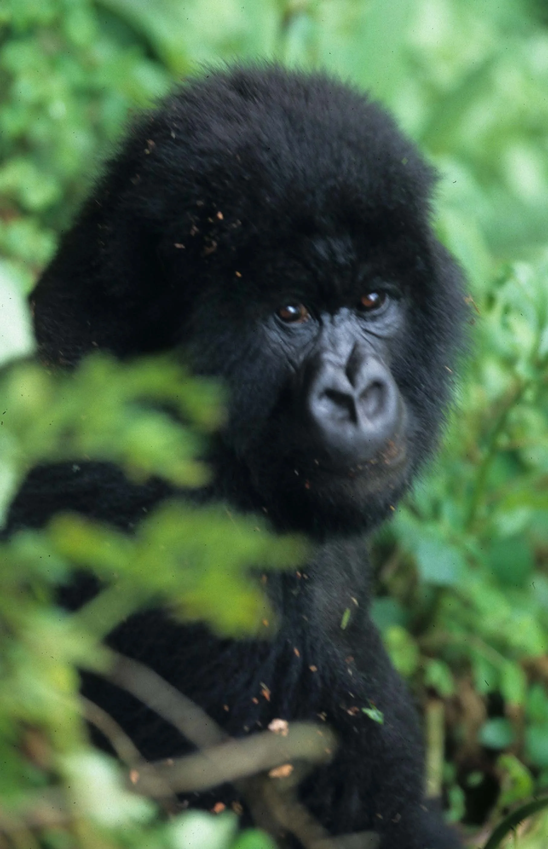 PRIMATE - GORILLA-RWANDA PARC DU VULCANS (105).jpg