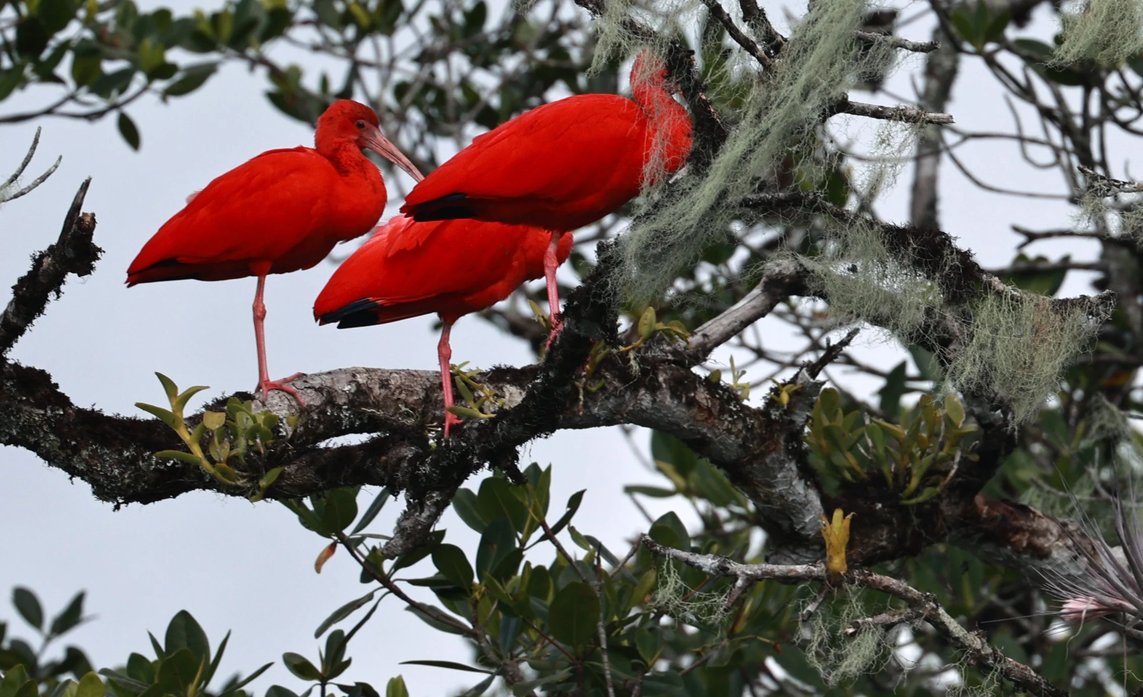 Scarlet Ibis (Eudocimus ruber) Superagüi National Park, Brazil (8).jpg