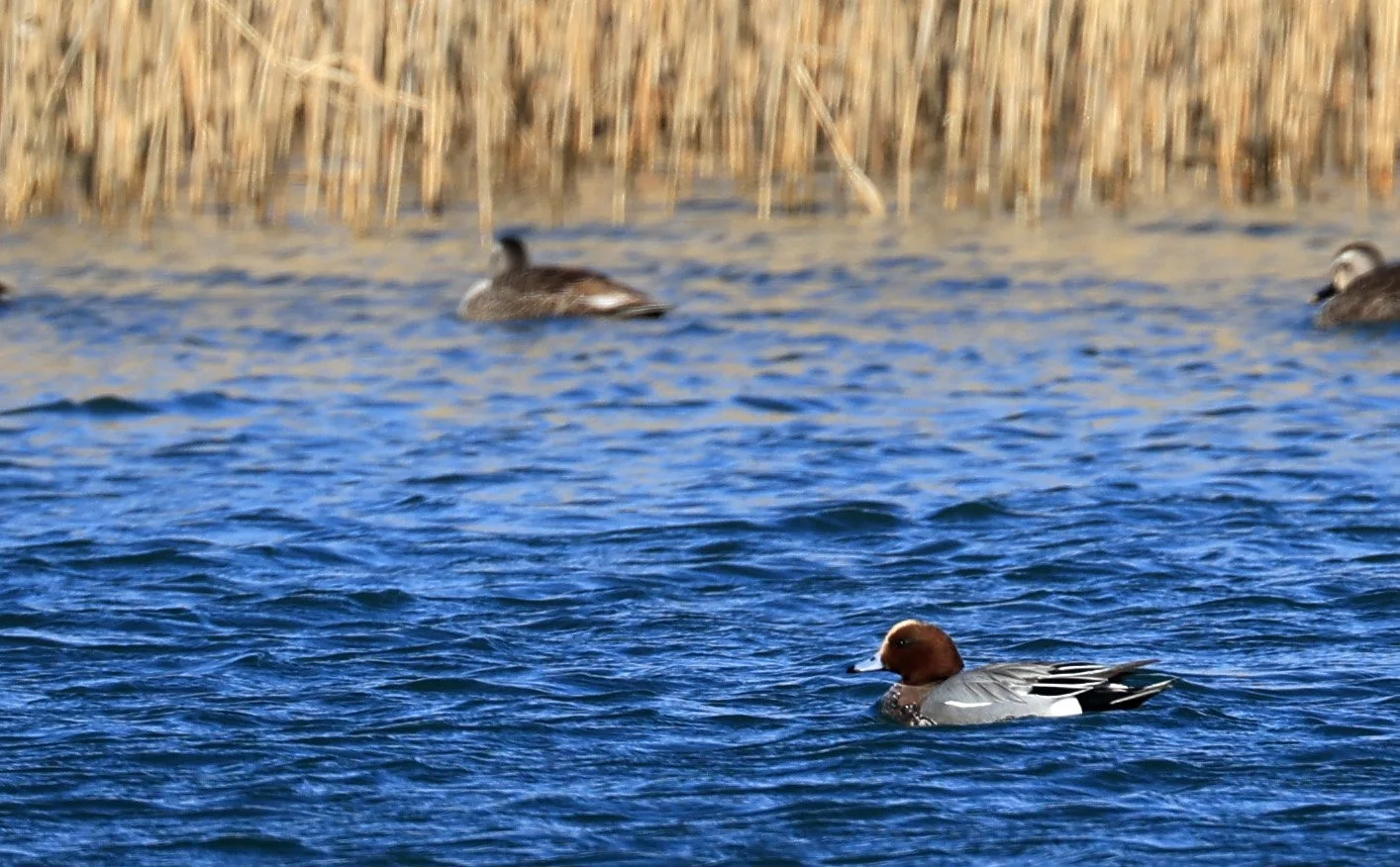 European wigeon (Mareca penelope) Shimotonda Sadowaracho Birding Ponds Miyazaki Kyushu Japan (9).jpg