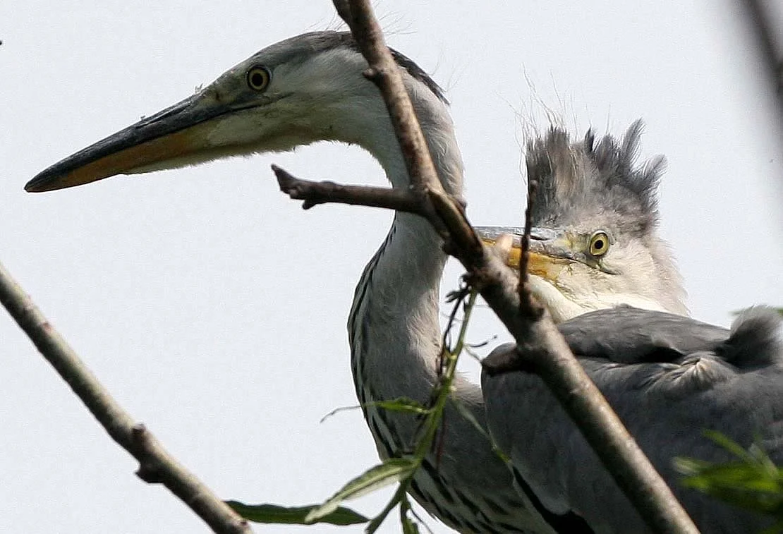 HERON - GREY HERON -  Ardea cinerea - ROOKERY IN SELENGA DELTA - LAKE BAIKAL RUSSIA (77).jpg