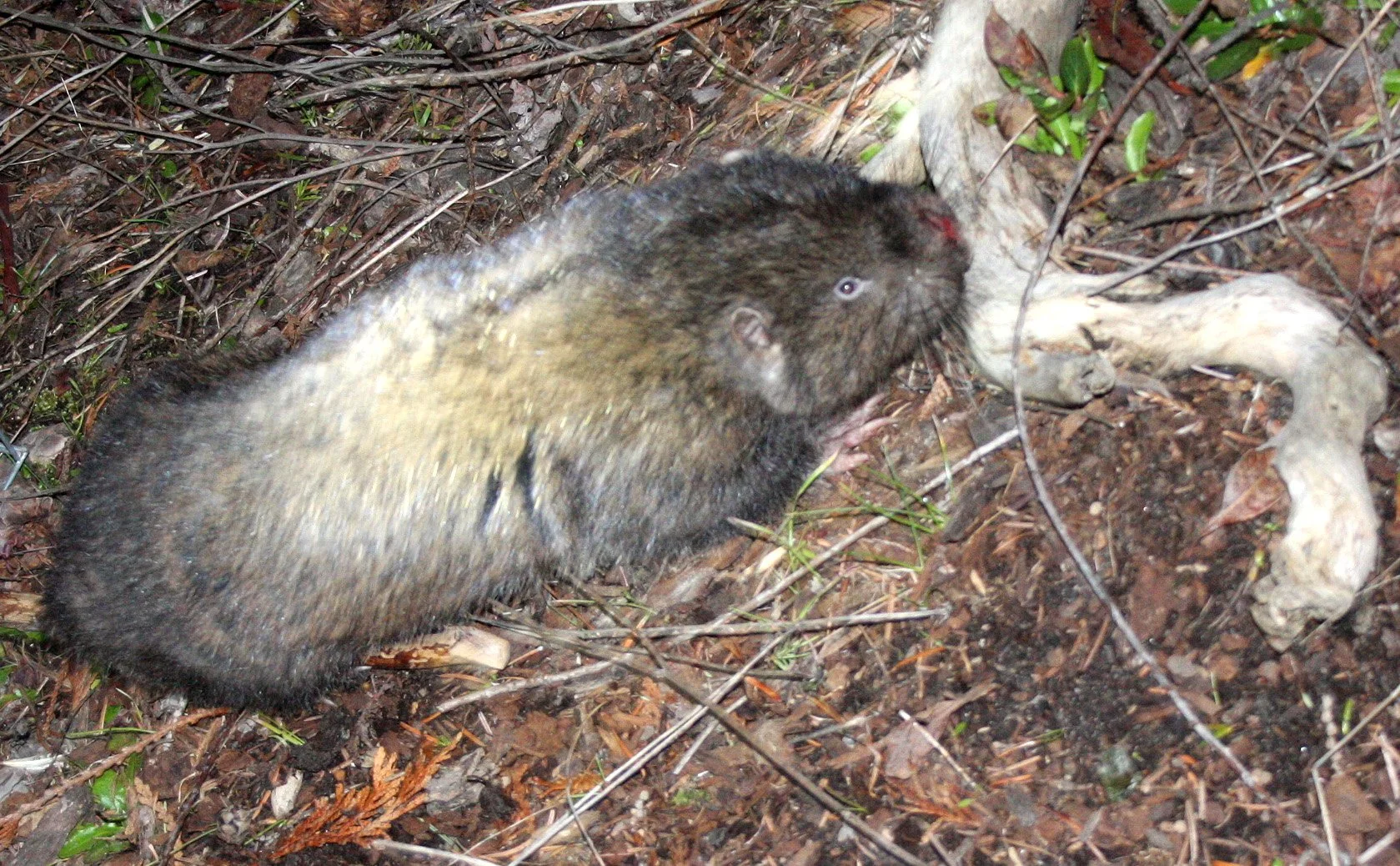 RODENT - MOUNTAIN BEAVER - LAKE FARM TRAILS (4).jpg