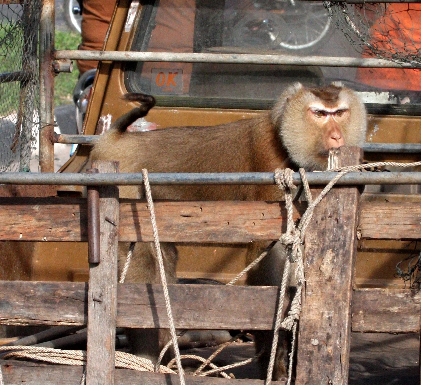 CERCOPITHECIDAE - Macaca nemestrina - SUNDA PIG-TAILED MACAQUE -  SOUTHERN THAILAND ON ROUTE 4 SONGKHLA (1).JPG