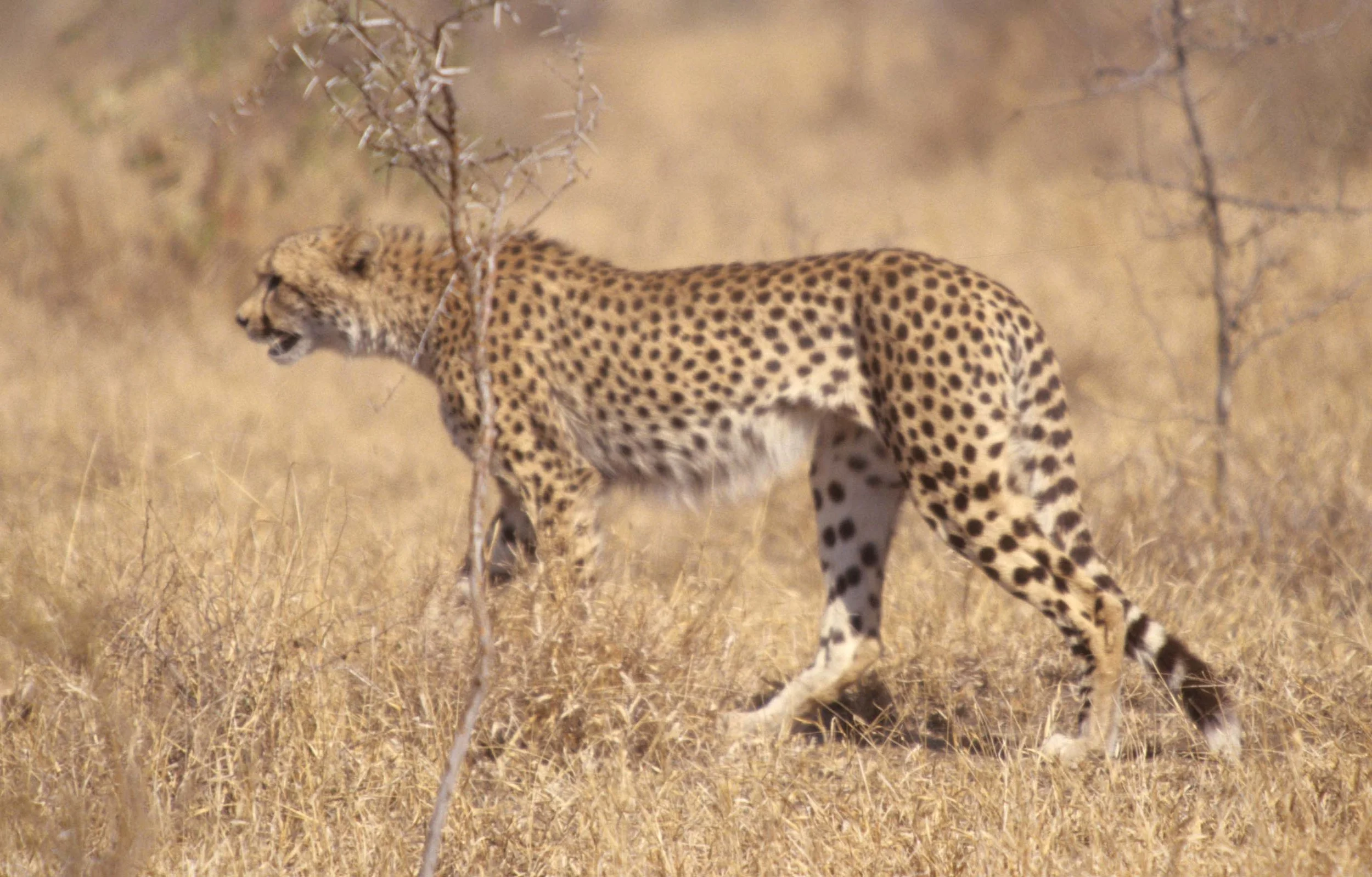 FELID - CHEETAH - KRUGER (3).jpg