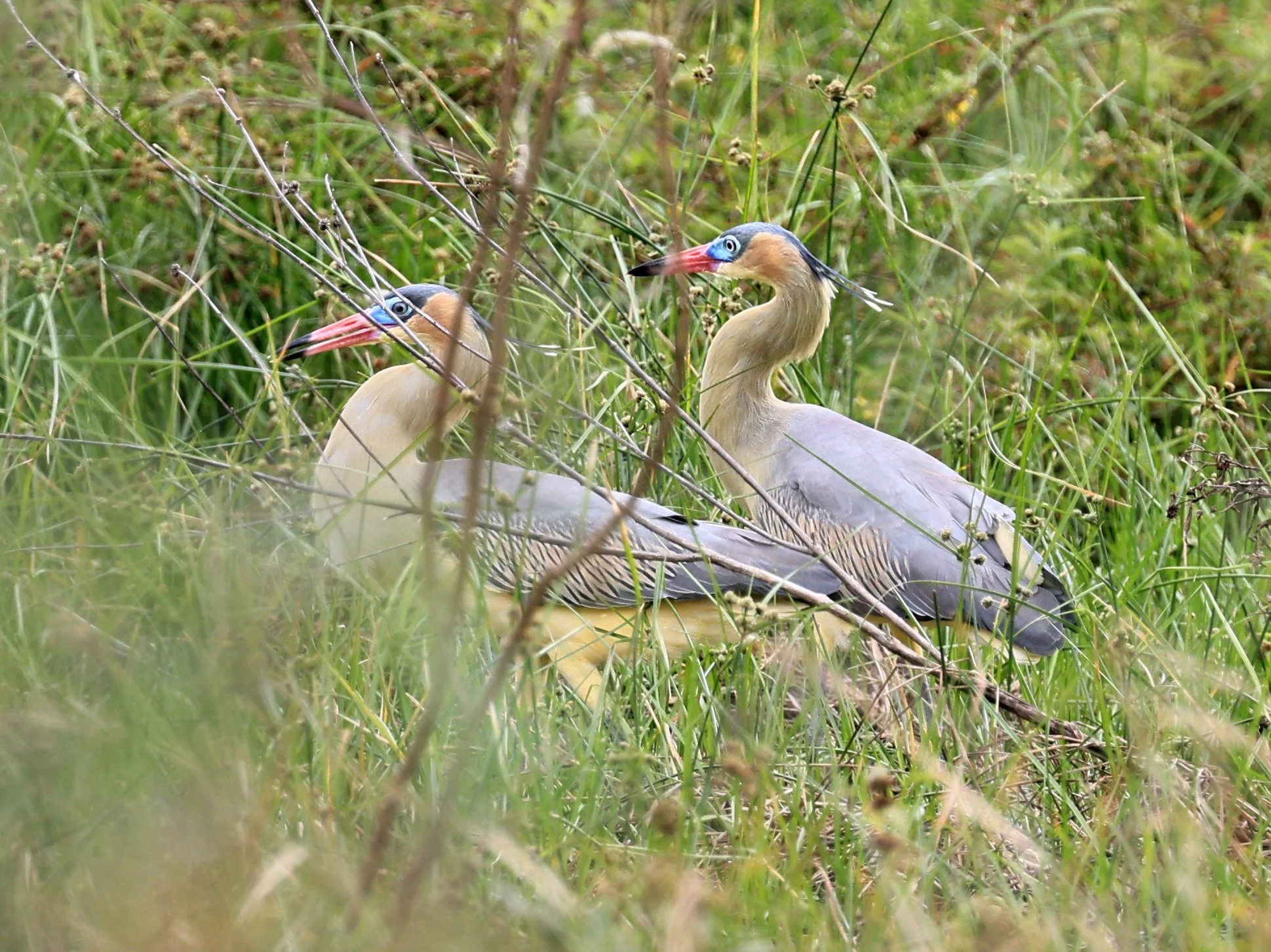 Whistling Heron (Syrigma sibilatrix) Agua Dulce Paraguay (17).jpg