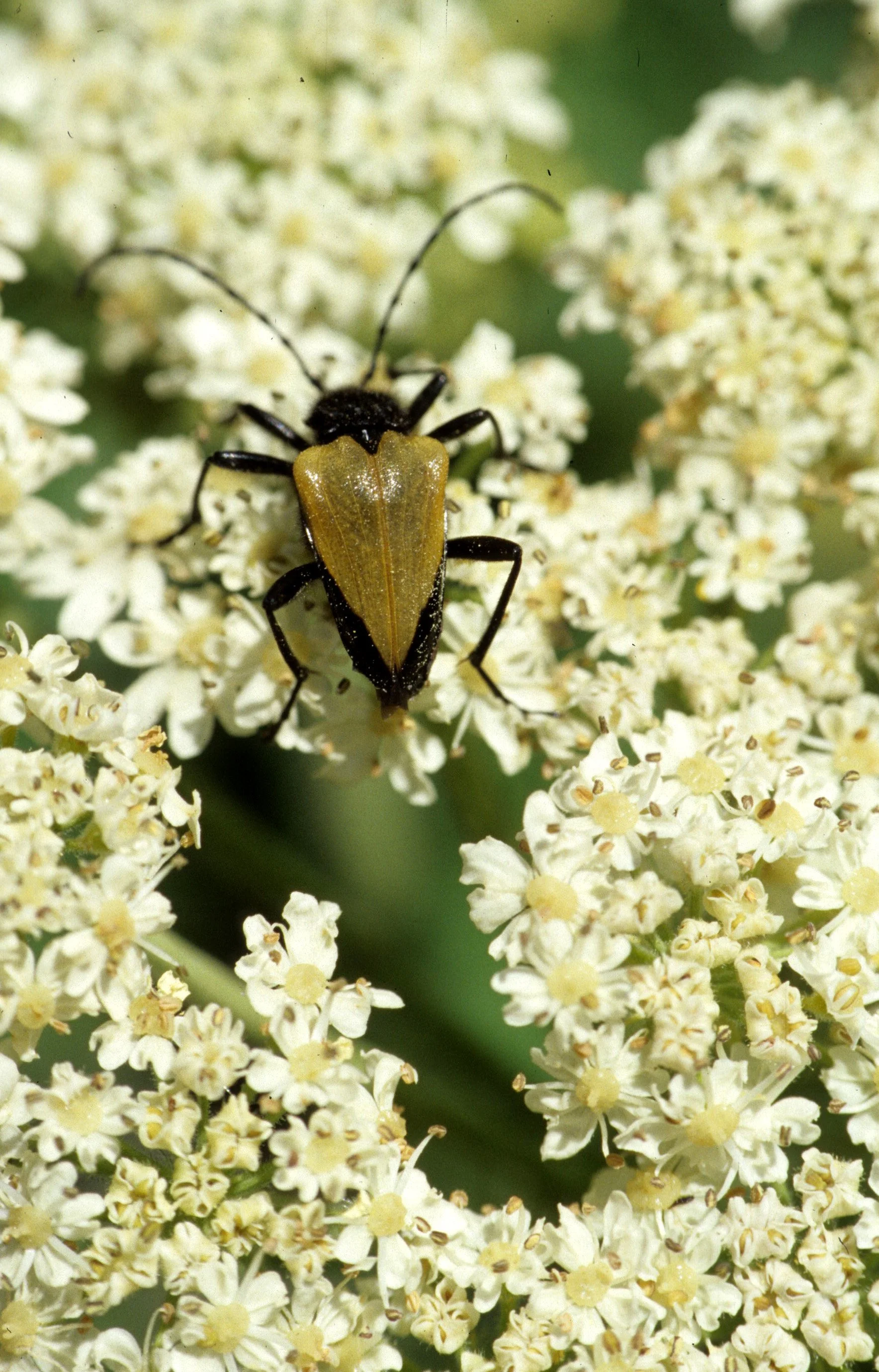 INVERTS - COLEOPTERA - PACHYTA ARMATA ON COW PARSNIP (5).jpg