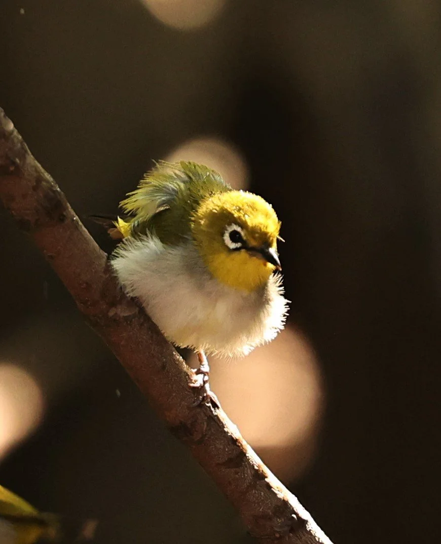 Swinhoe's White-eye (Zosterops simplex) Bang Pu Recreational Park & Mangrove Forest (208).jpg