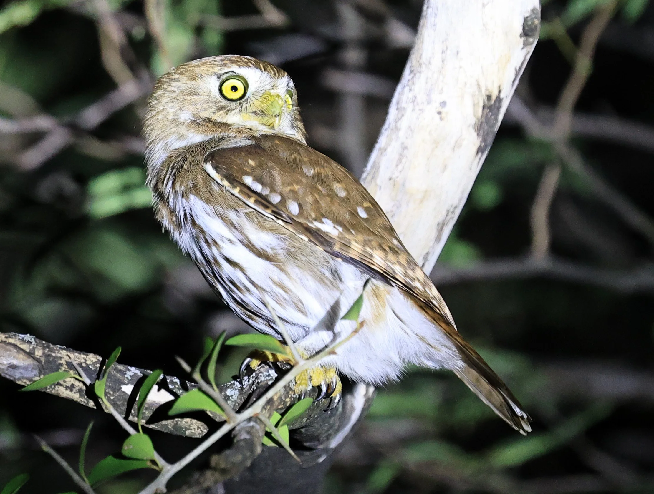 Ferruginous Pygmy-Owl (Glaucidium brasilianum) Reserva Nueland  Selva Serena (49).jpg