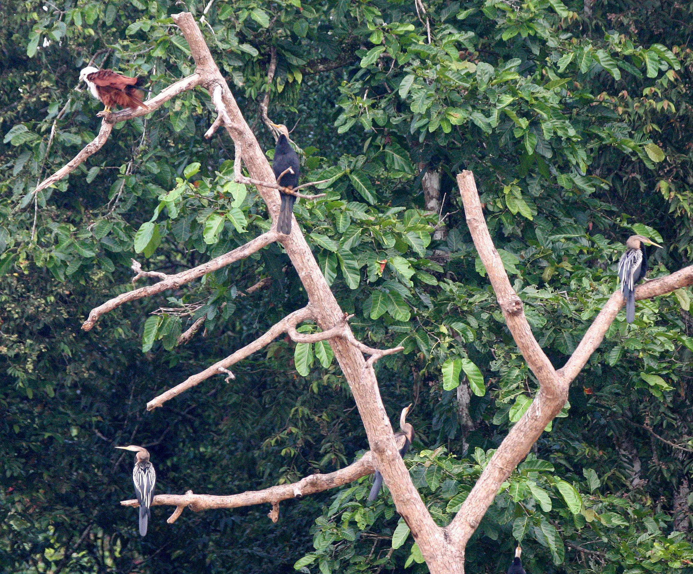 BIRD - ORIENTAL DARTER - KINABATANGAN RIVER BORNEO (3).JPG
