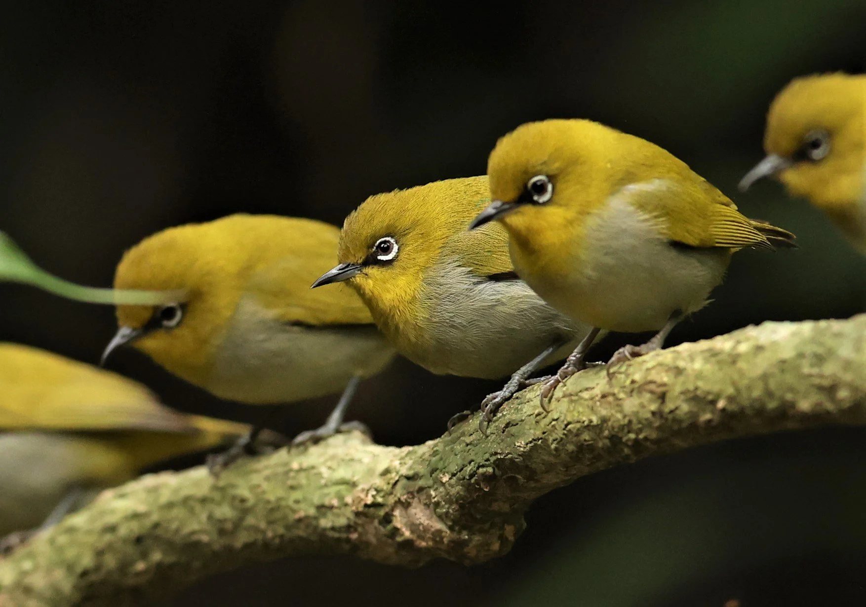 Indian White-eye (Zosterops palpebrosus) Doi Inthanon NP Chiang Mai (22).JPG