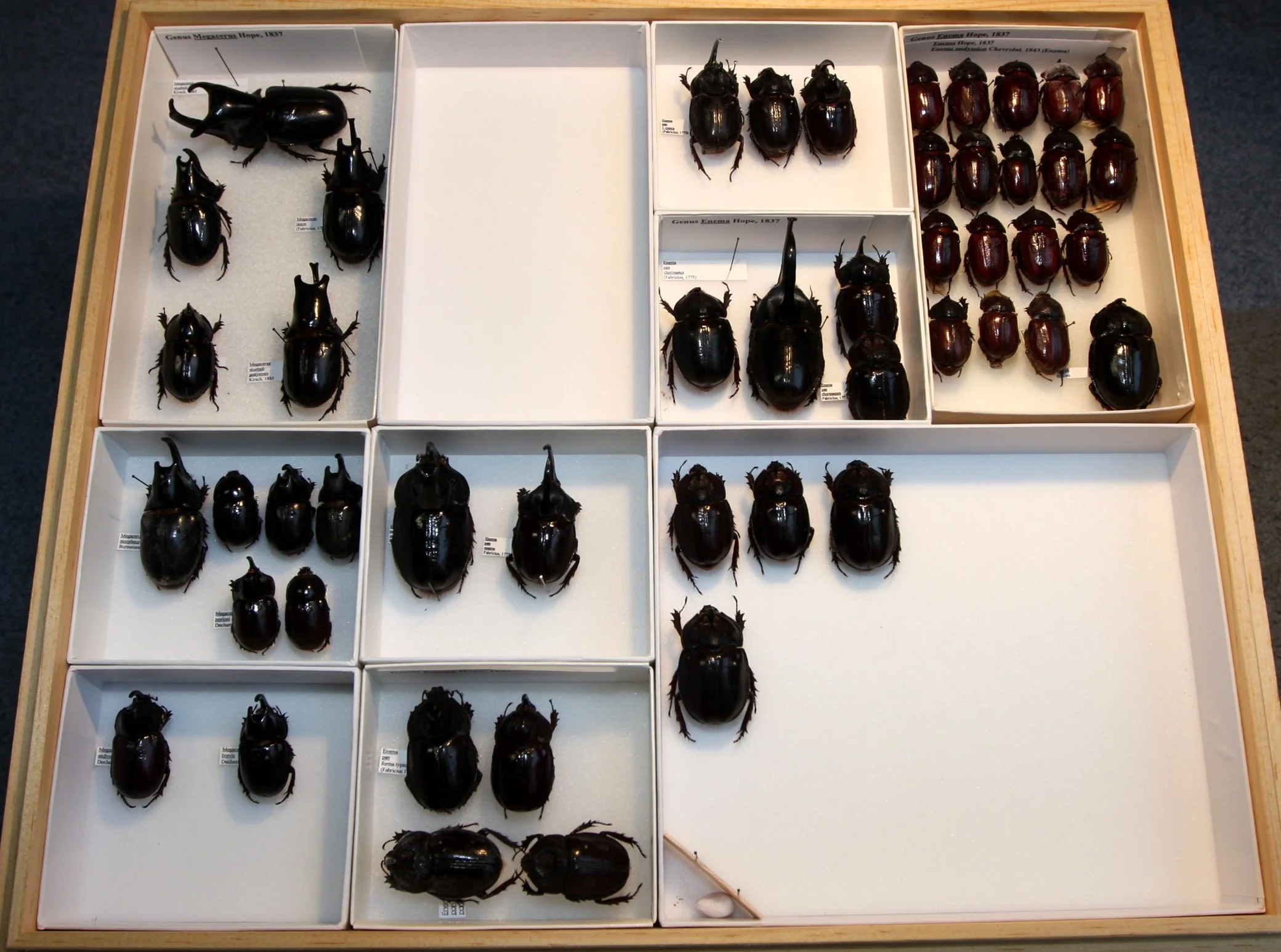 Dynastinae Megacerus, Enema.JPG