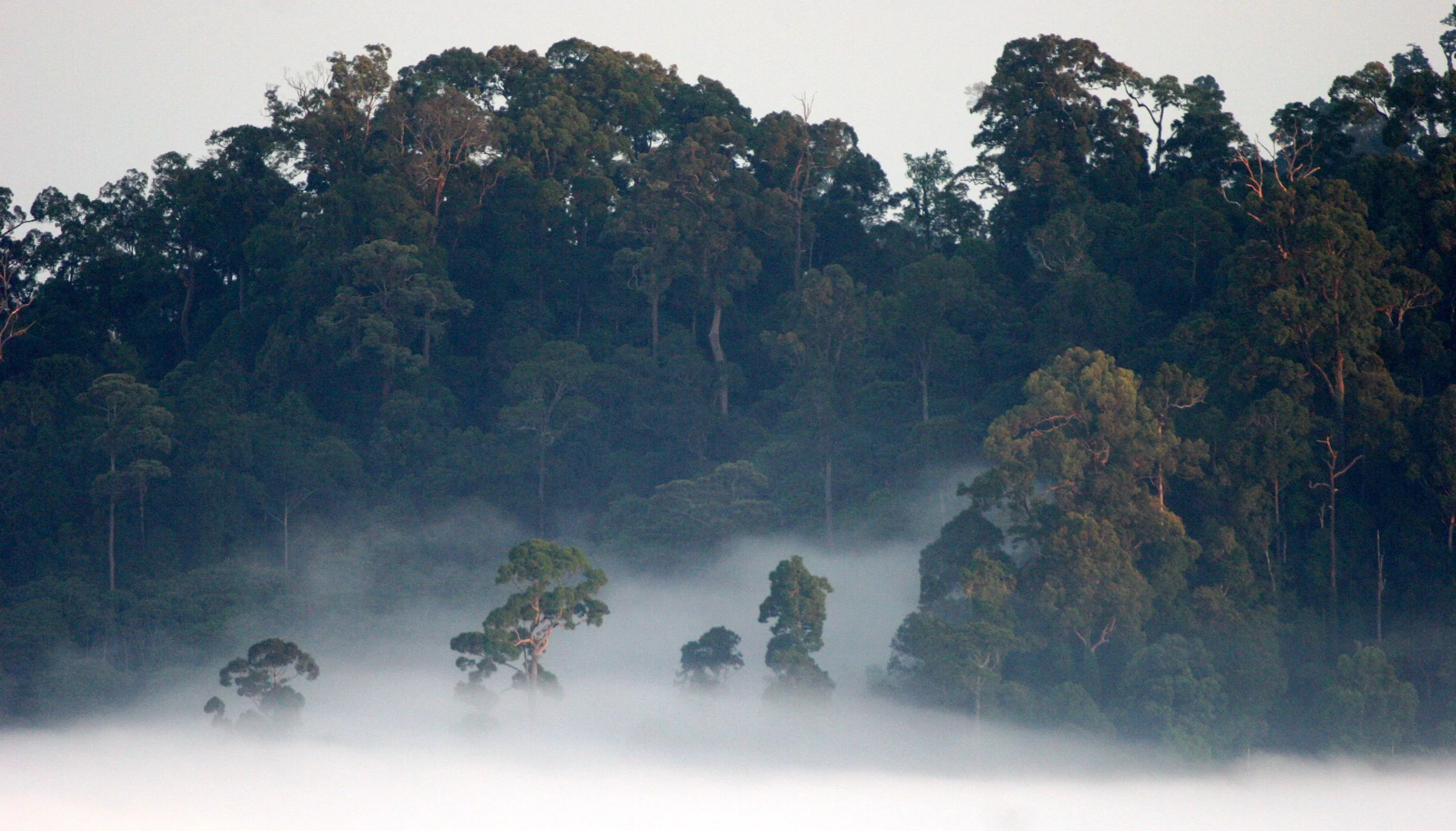 DANUM VALLEY BORNEO - SUNRISE OVER THE DANUM (76).JPG