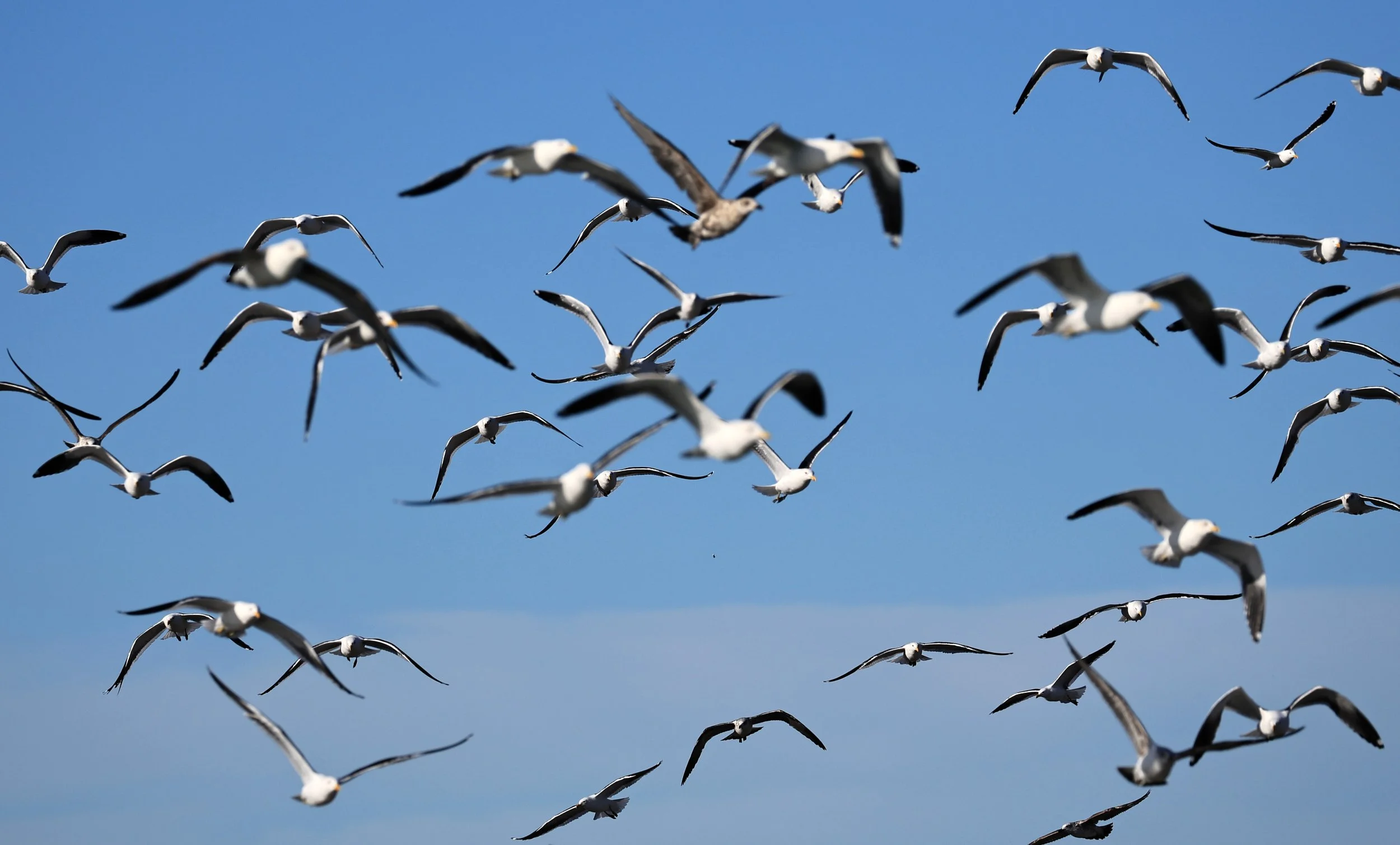 Kelp Gull (Larus dominicanus) Puerto Rawson Argentina (12).jpg