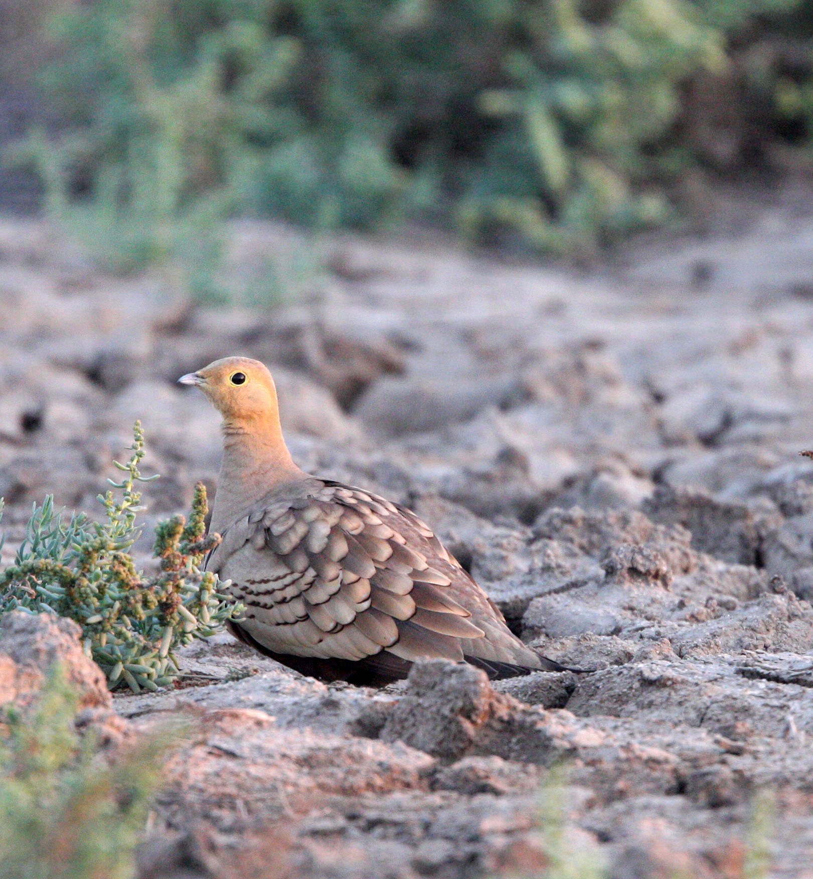 Chestnut-bellied Sandgrouse (Pterocles exustus) Little Rann of Kutch India (4).JPG