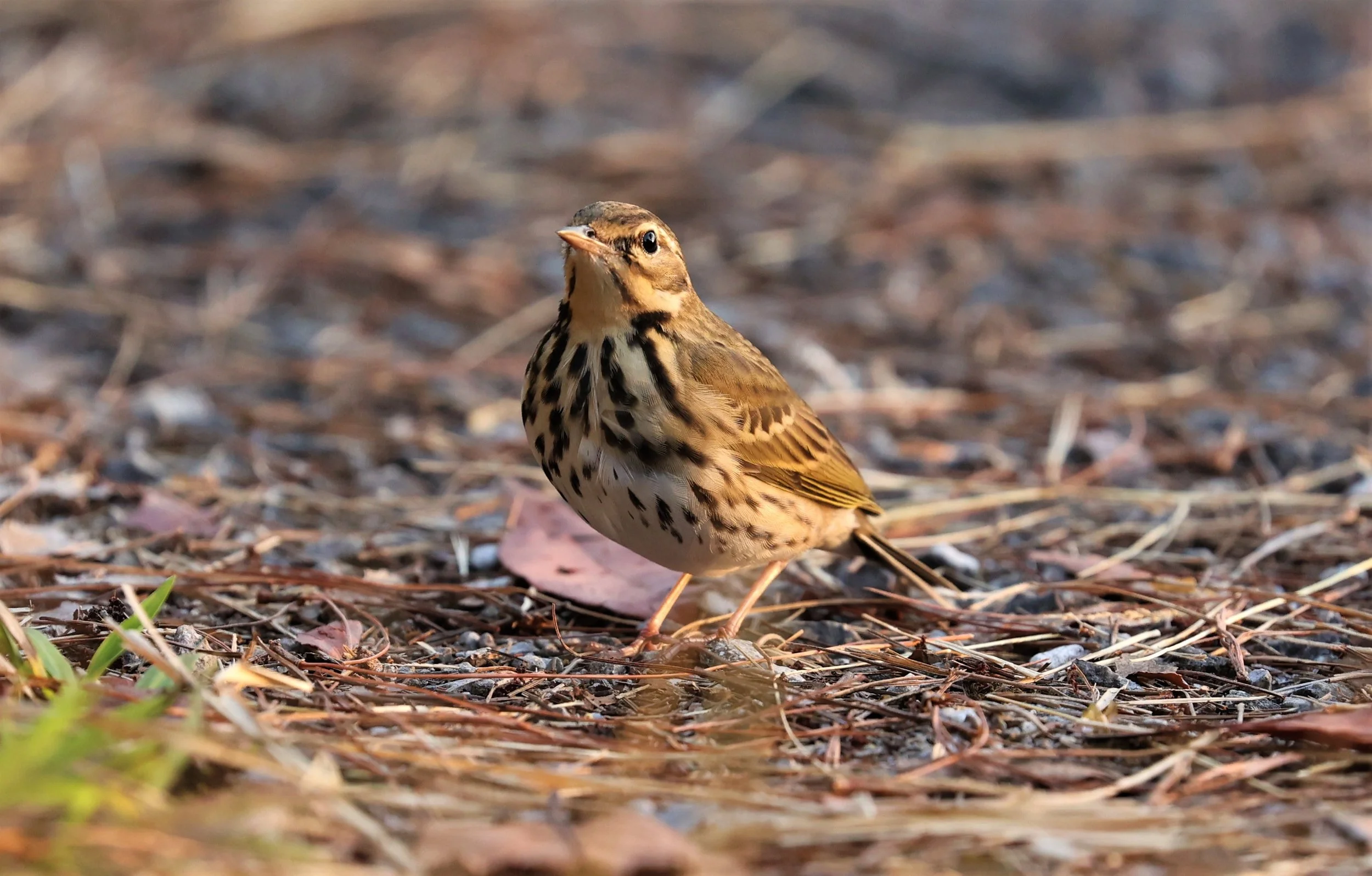 Olive-backed Pipit (Anthus hodgsoni) DOI LANG WEST, DOI PHA HOM POK NP, CHIANG MAI DEC 2021 (22).jpg