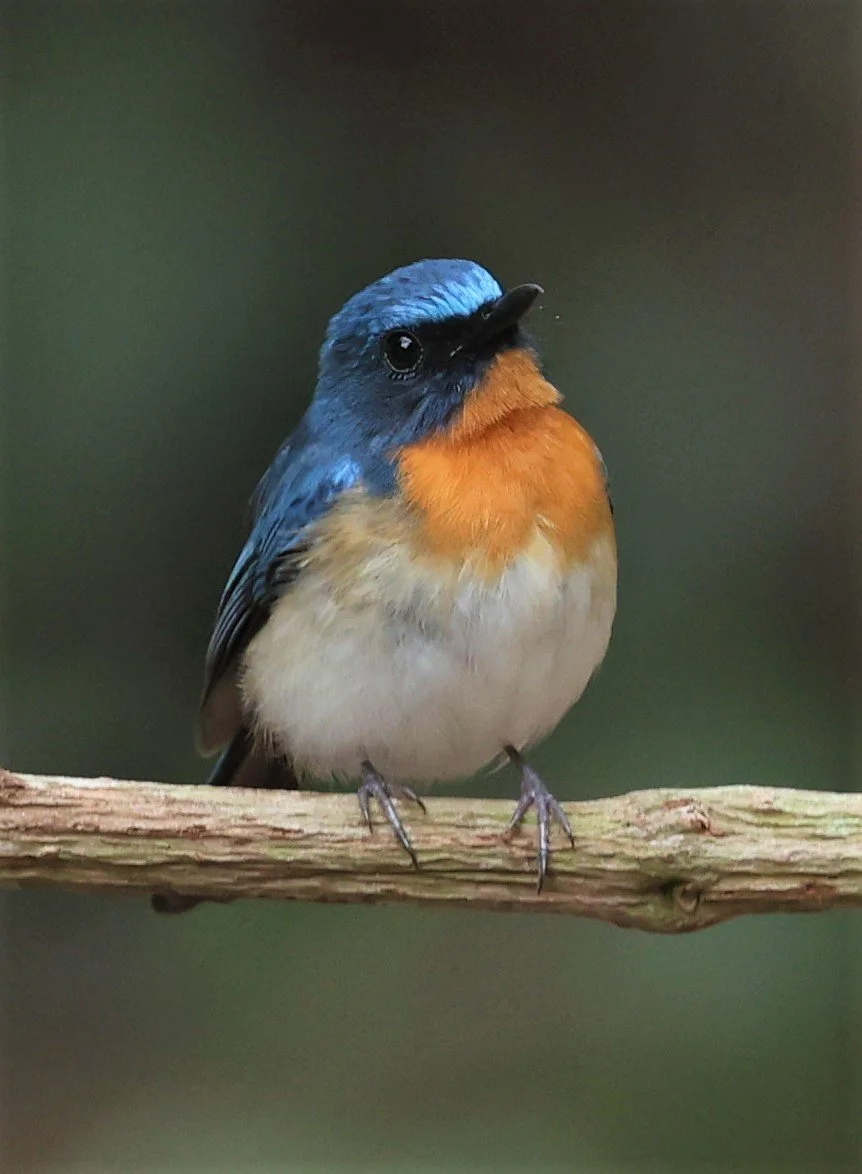 FLYCATCHER - INDOCHINESE BLUE-FLYCATCHER - Cyornis sumatrensis - SRI SATCHANALAI NP MANAO WATERHOLE MAY 1 2022 (91).jpg