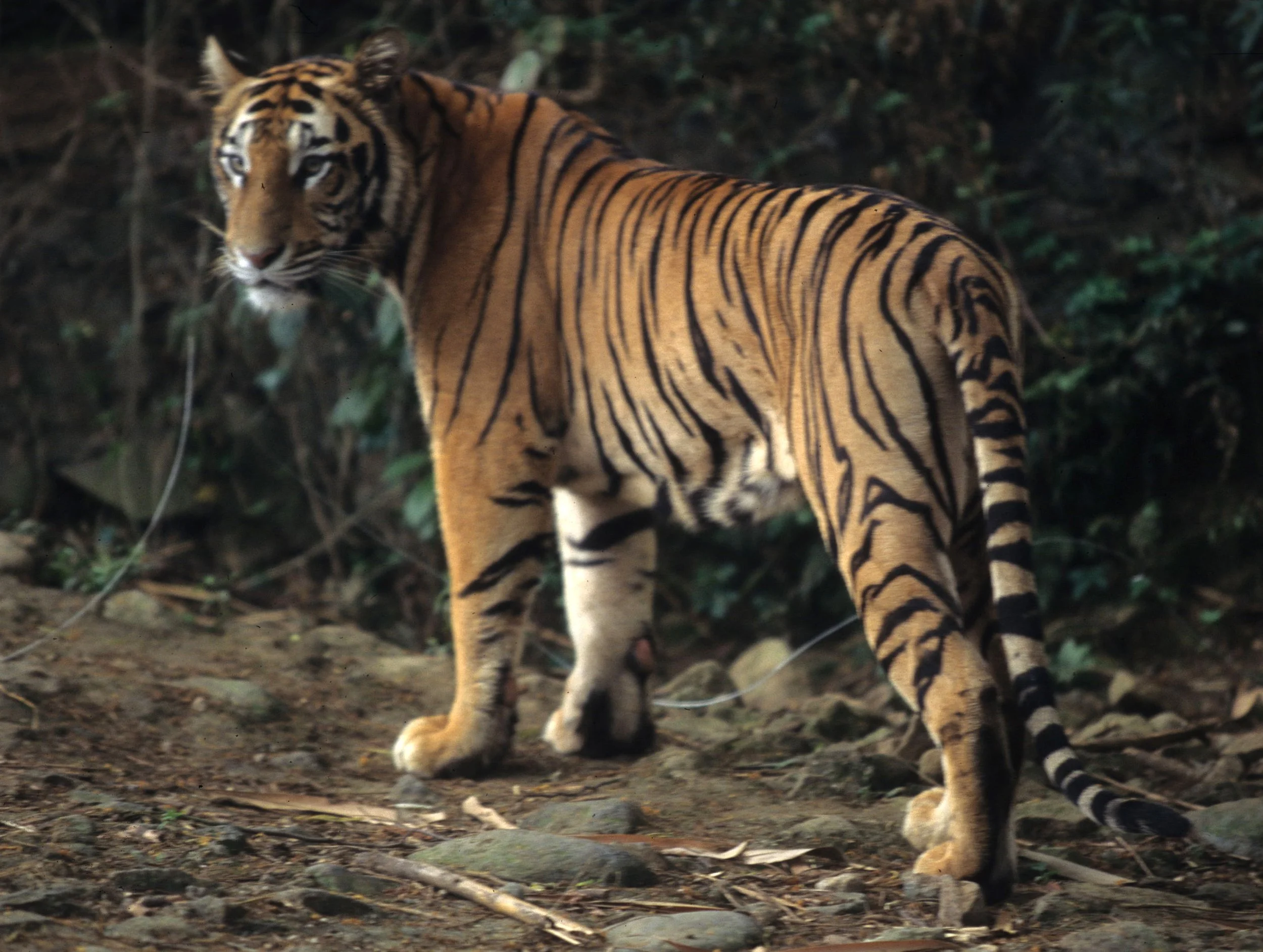 Nepal 1995