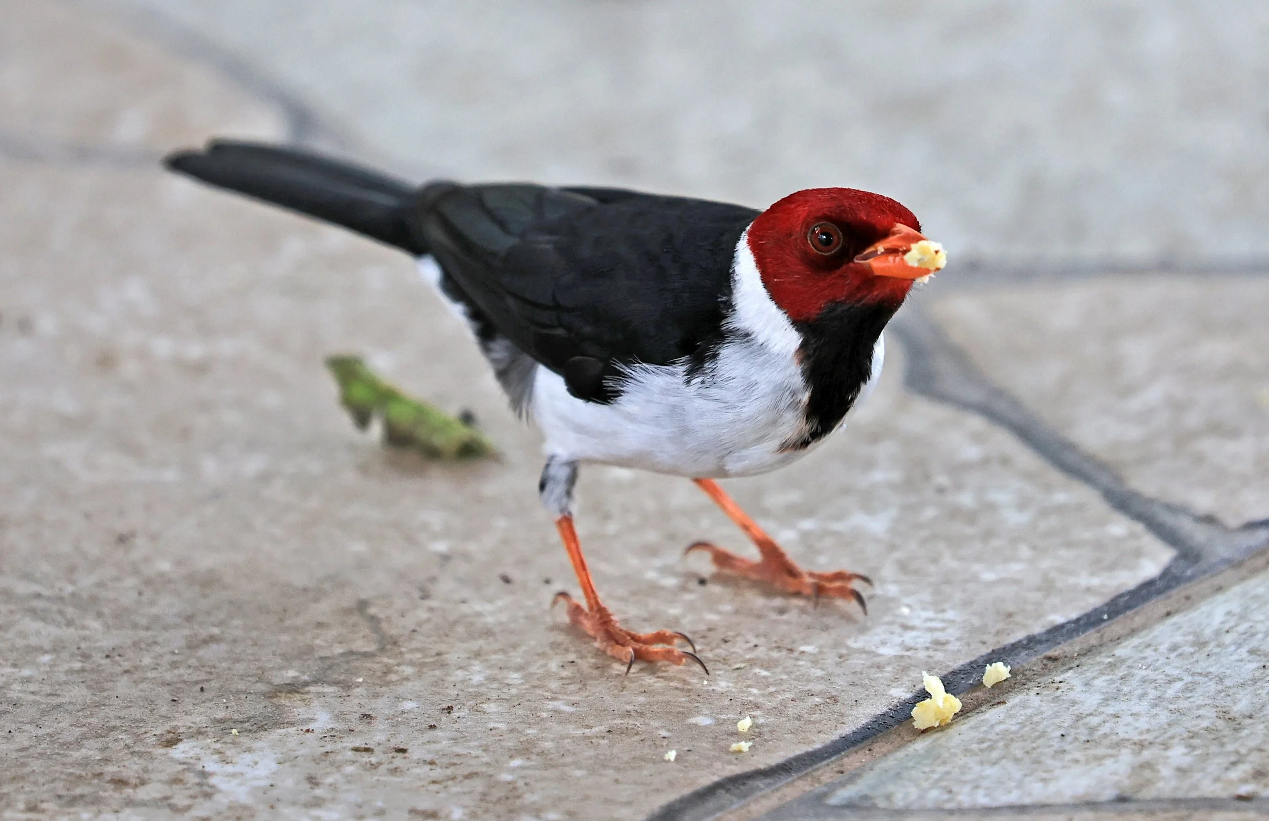 Yellow-billed Cardinal (Paroaria capitata) Hotel Campestre Iparoma Paraguay  (2).jpg