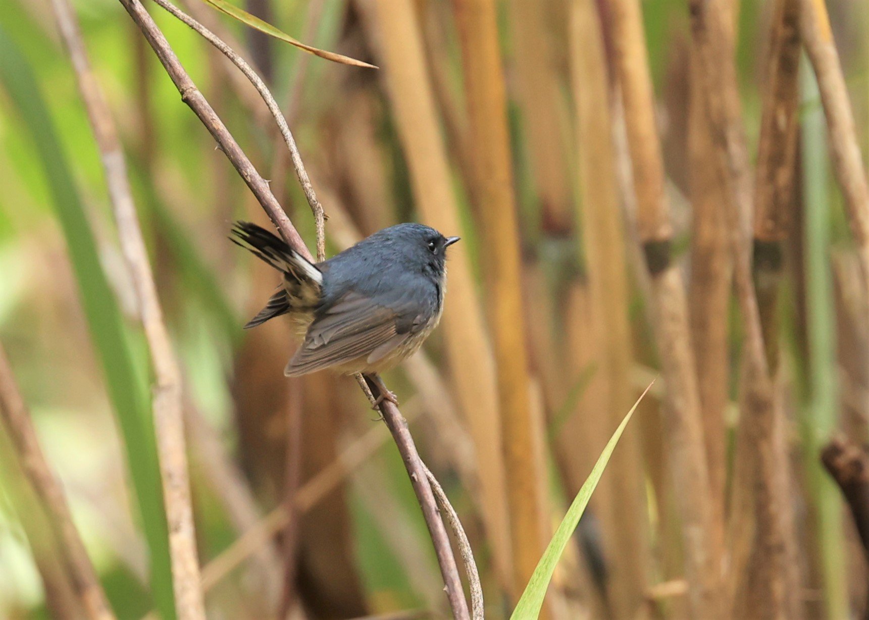 FLYCATCHER - SLATY-BLUE FLYCATCHER - Ficedula tricolor - DOI LANG WEST, DOI PHA HOM POK NP, CHIANG MAI DEC 2021 (21).jpg
