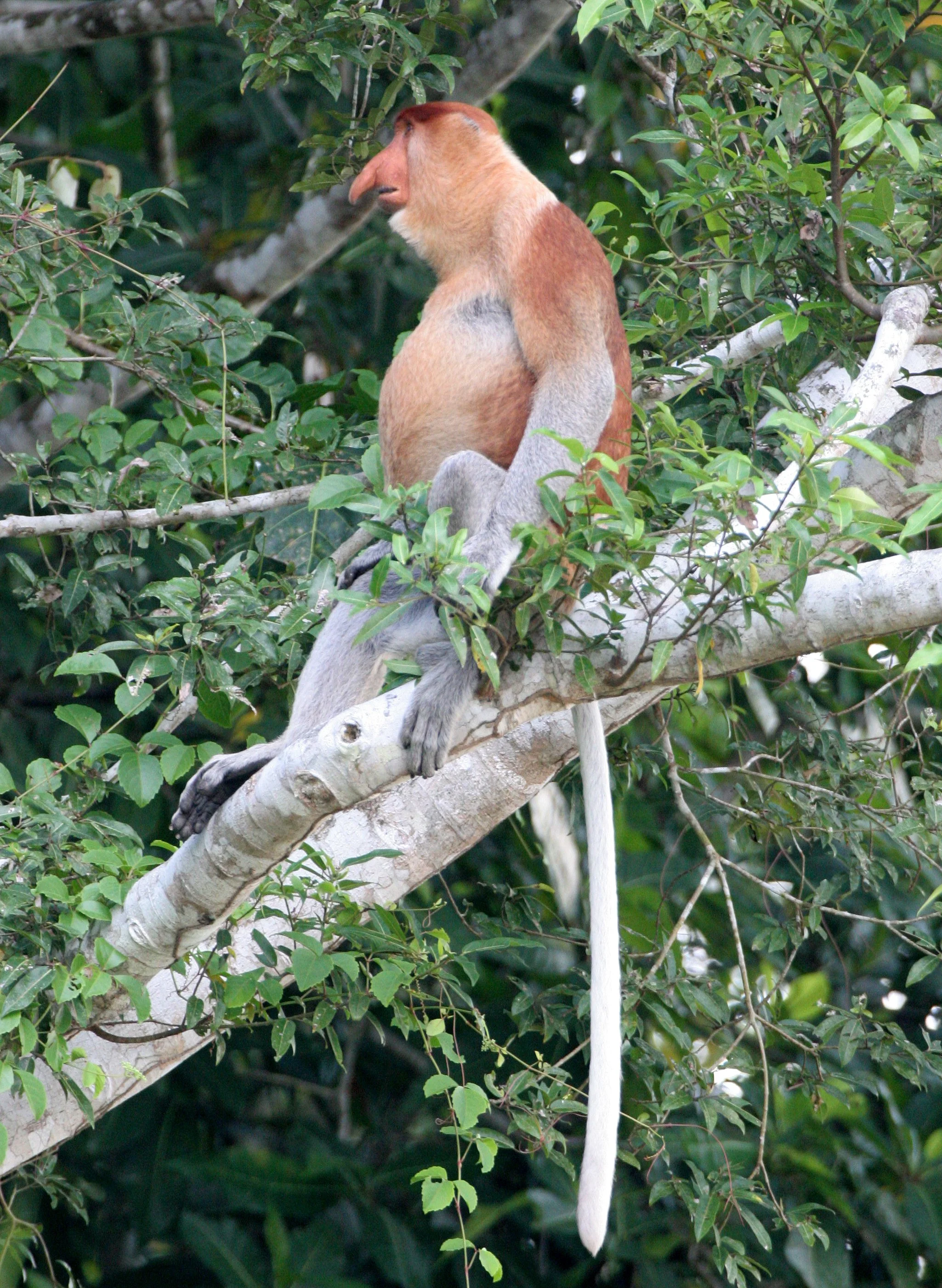 CERCOPITHECIDAE - Nasalis larvatus - PROBOSCIS MONKEY - KINABATANGAN RIVER BORNEO  (36).JPG