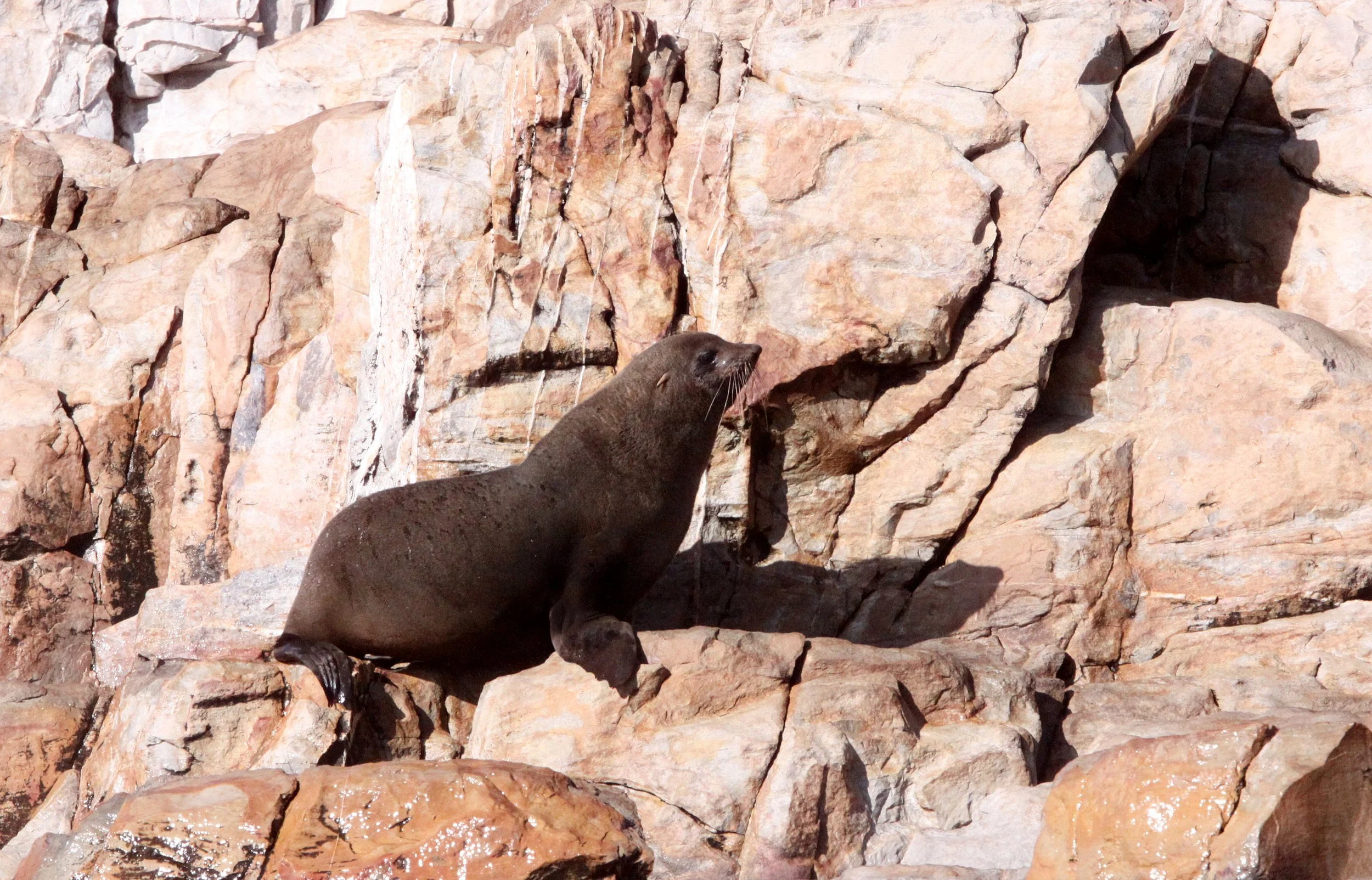 Arctocephalus pusillus pusillus - BROWN (CAPE) FUR SEAL - PLETTENBERG BAY SOUTH AFRICA (5).JPG