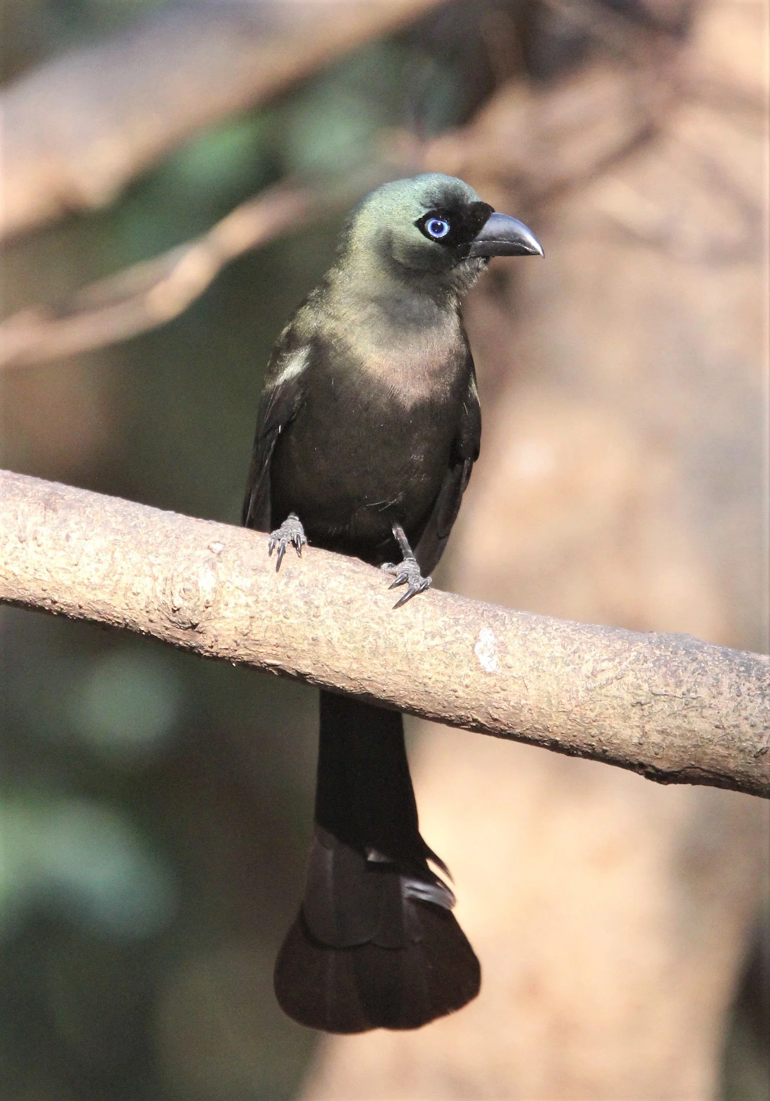 TREEPIE - RACKET-TAILED TREEPIE -Crypsirina temia - KAENG KRACHAN (9).jpg