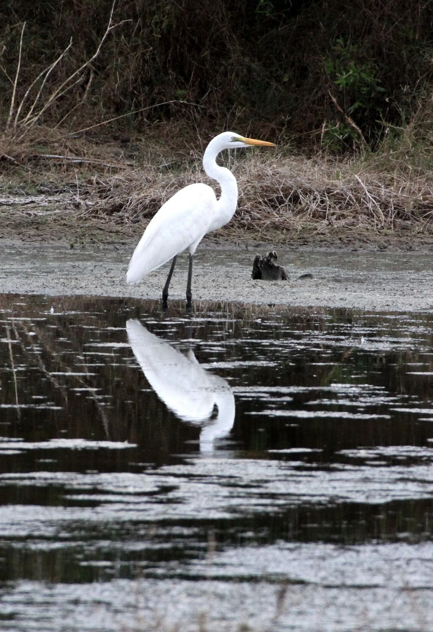 EGRET - AFRICAN GREAT EGRET - Ardea alba melanorhynchos - KIRINDY NATIONAL PARK - MADAGASCAR (3).JPG