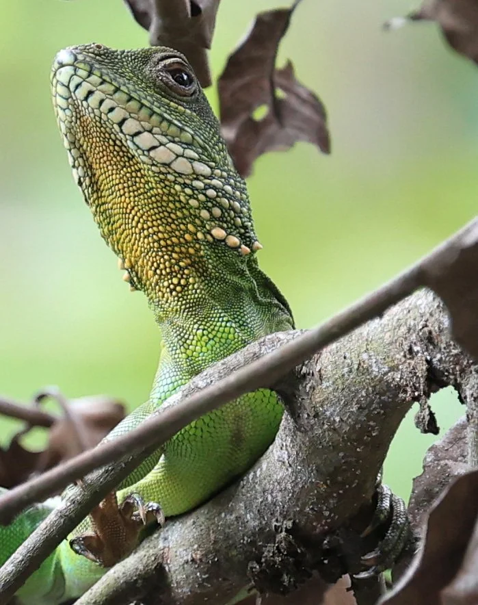 Chinese Water Dragon (Physignathus cocincinus) Khao Yai National Park Feb 2026 Day 3 (8).jpg