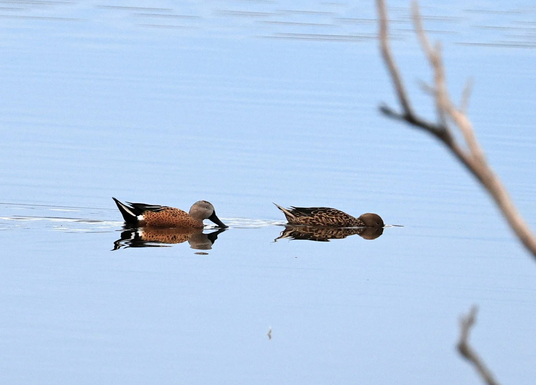 Red Shoveler (Spatula platalea) Lagunas del Ornitólogo, Trelew Argentina (15).jpg