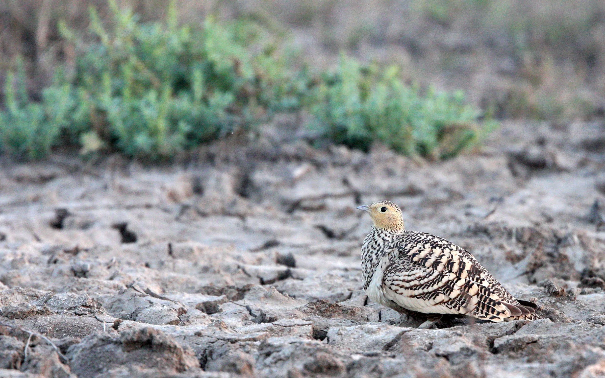 Chestnut-bellied Sandgrouse (Pterocles exustus) Little Rann of Kutch India (1).JPG