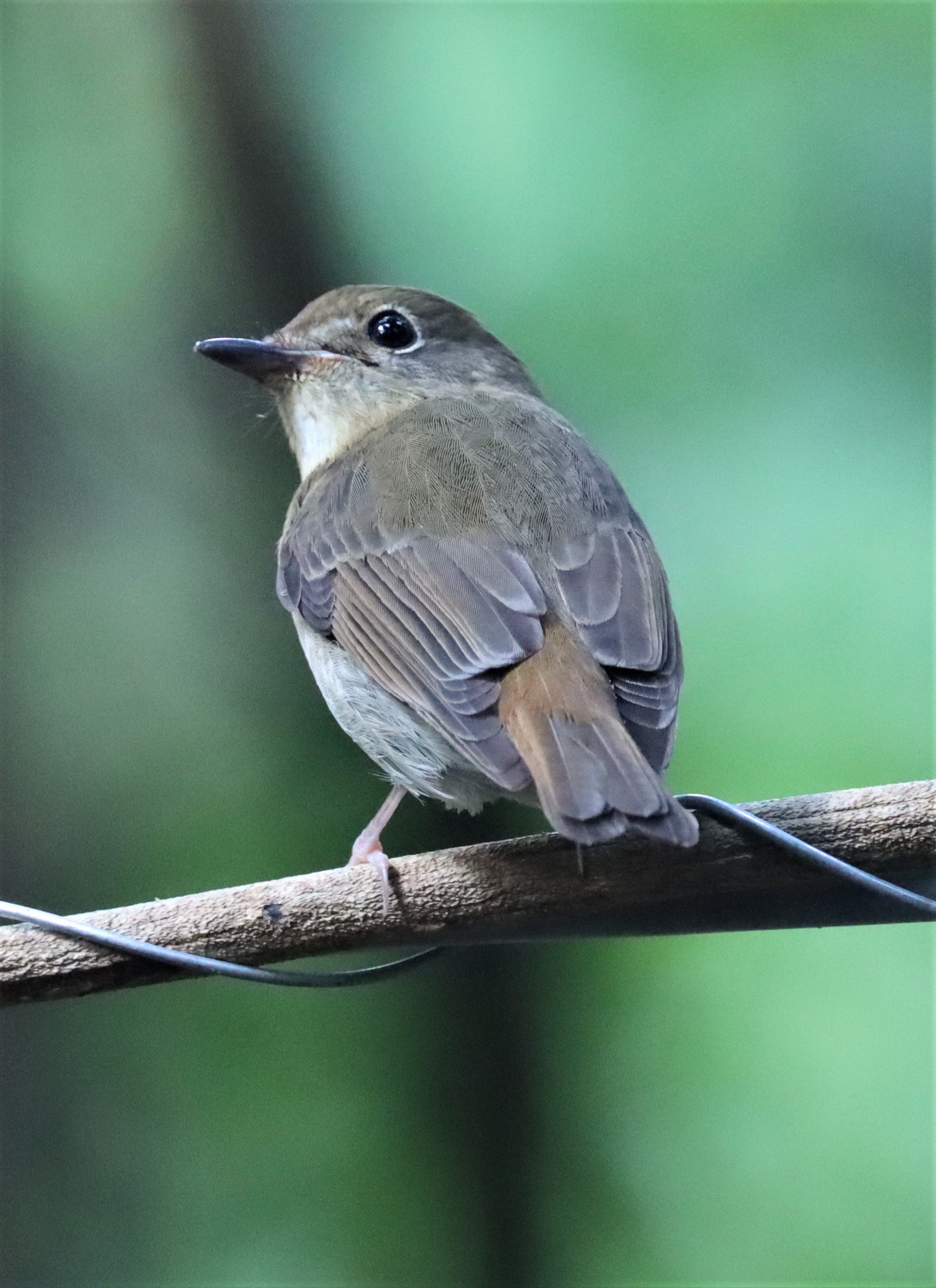 FLYCATCHER - LARGE BLUE FLYCATCHER - Cyornis magnirostris - WAT THAM PRATHUN CHONBURI (4).jpg