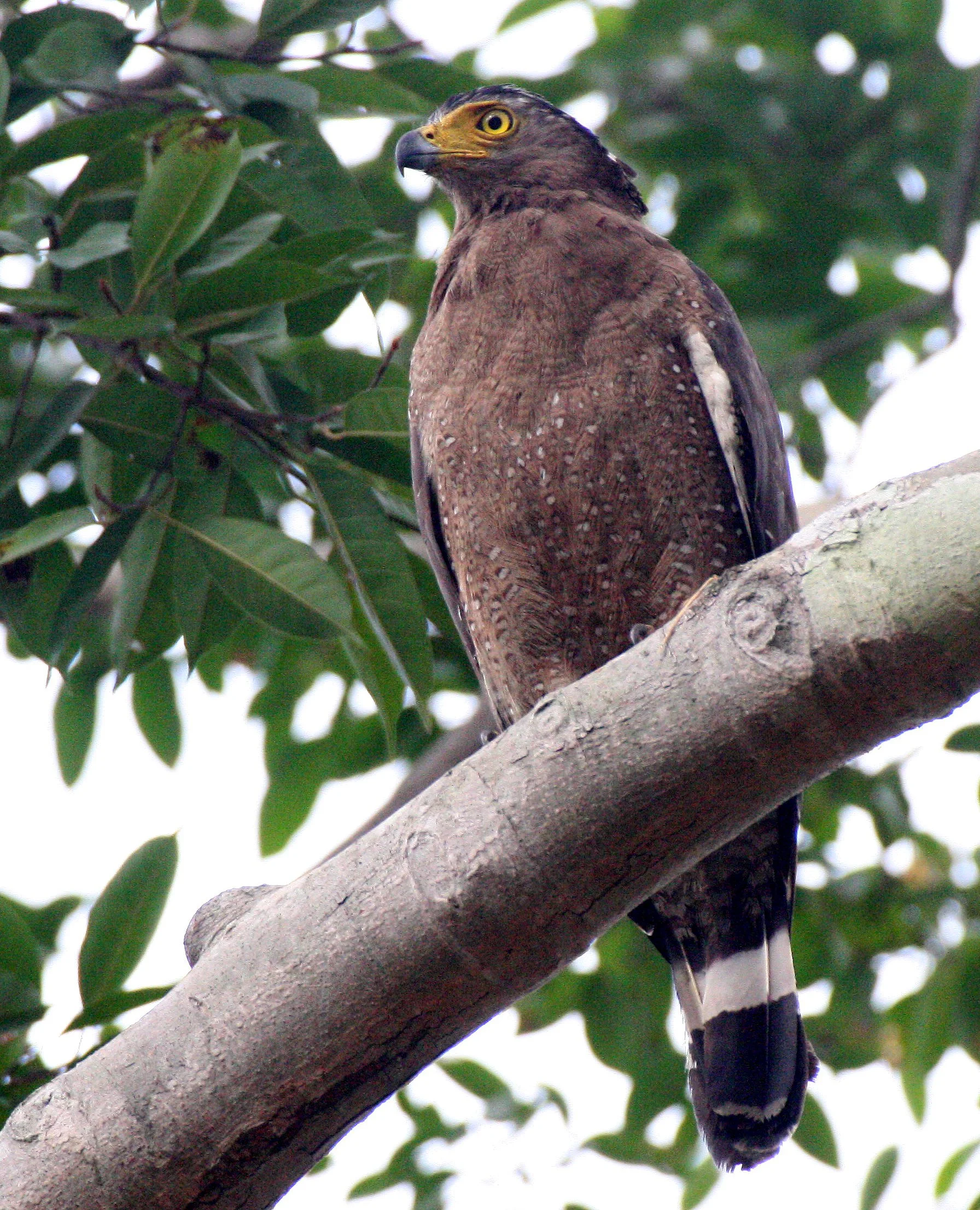EAGLE - CRESTED SERPENT EAGLE - Spilornis cheela - HUAI KHA KHAENG THAILAND (9).JPG