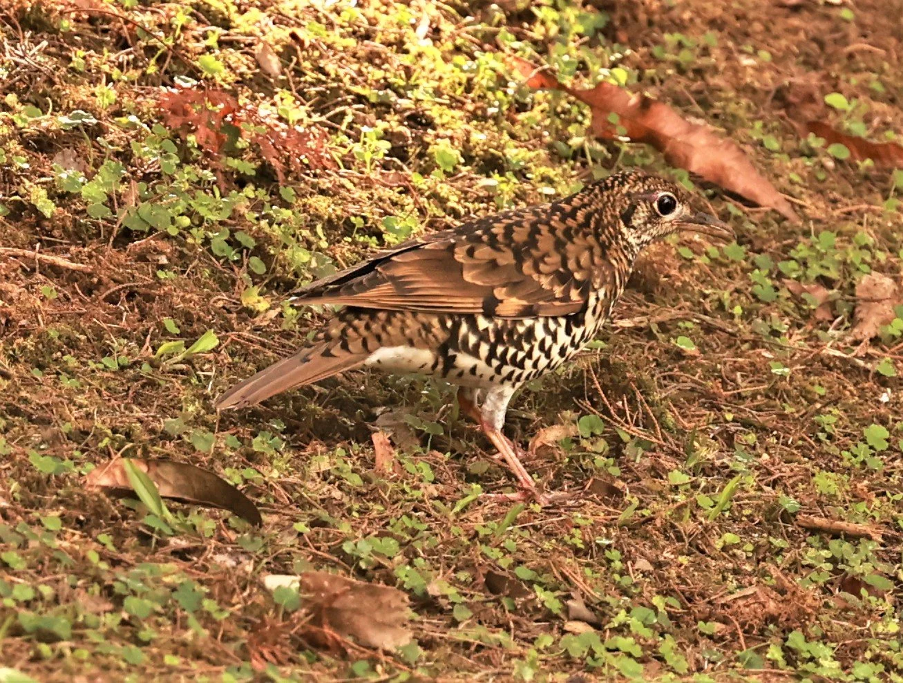 Scaly Thrush (Zoothera dauma) Doi Ang Kang Chiang Mai (56).jpg