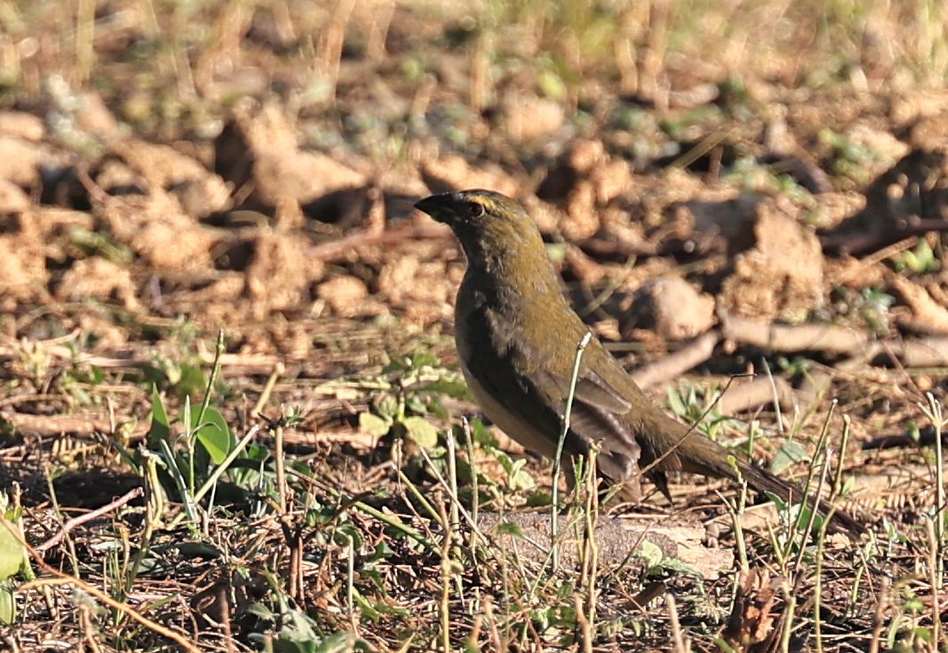 Green-winged Saltator (Saltator similis) Hotel Iparoma Campestre Paraguay.jpg