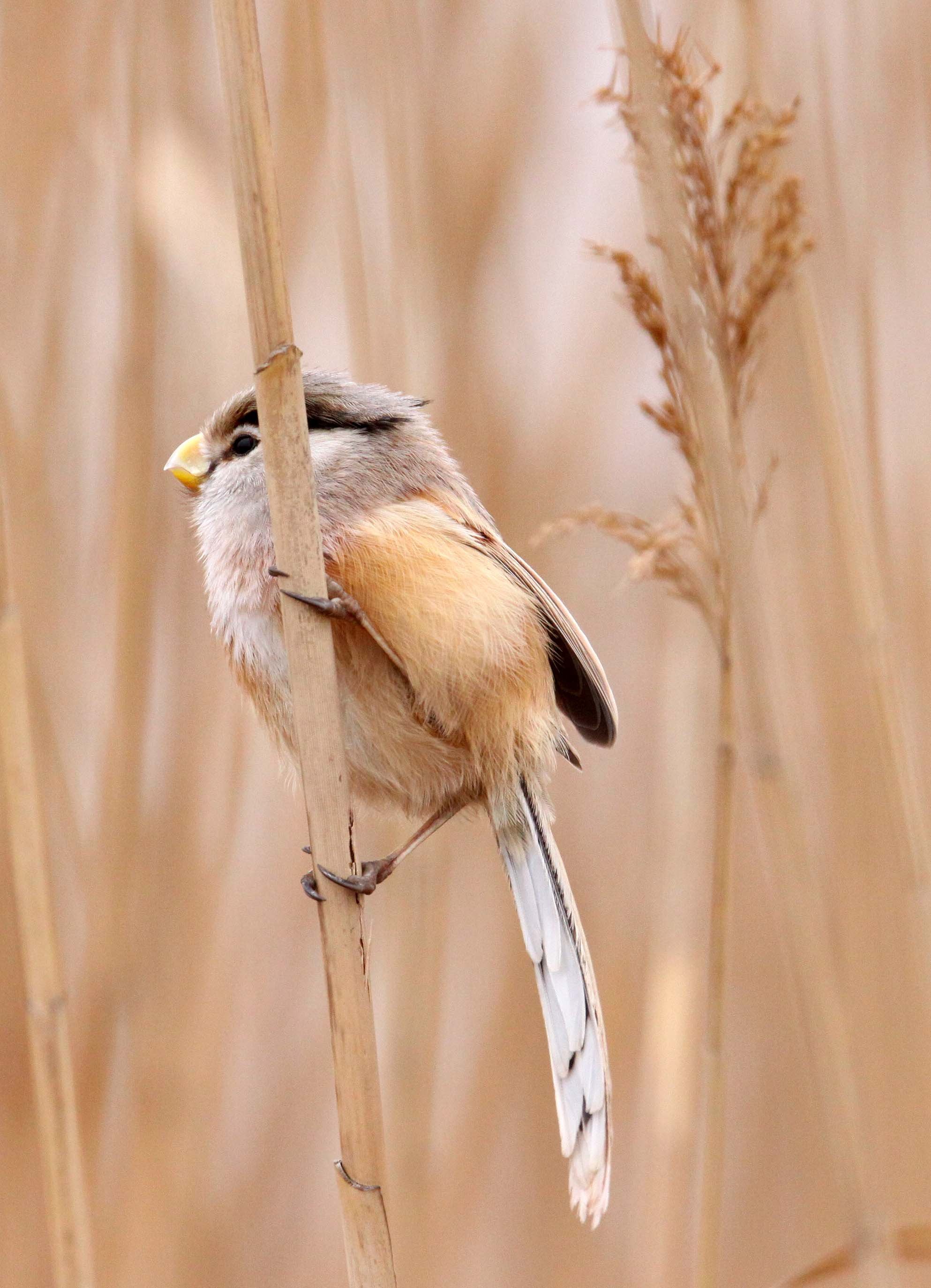 BIRD - PARROTBILL - REED PARROTBILL - YANCHENG CHINA (24).JPG