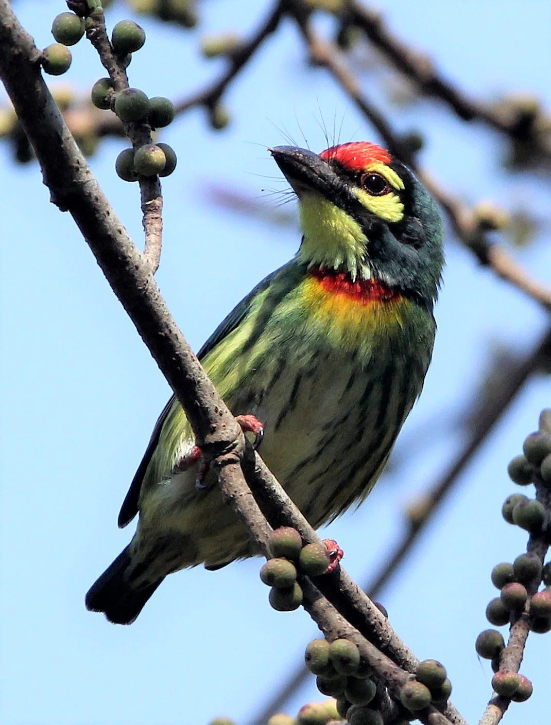 BARBET - COPPERSMITH BARBET - Megalaima haemacephala - HUAI KHA KHAENG NATURE RESERVE - HEADQUARTERS - THAILAND (16).jpg