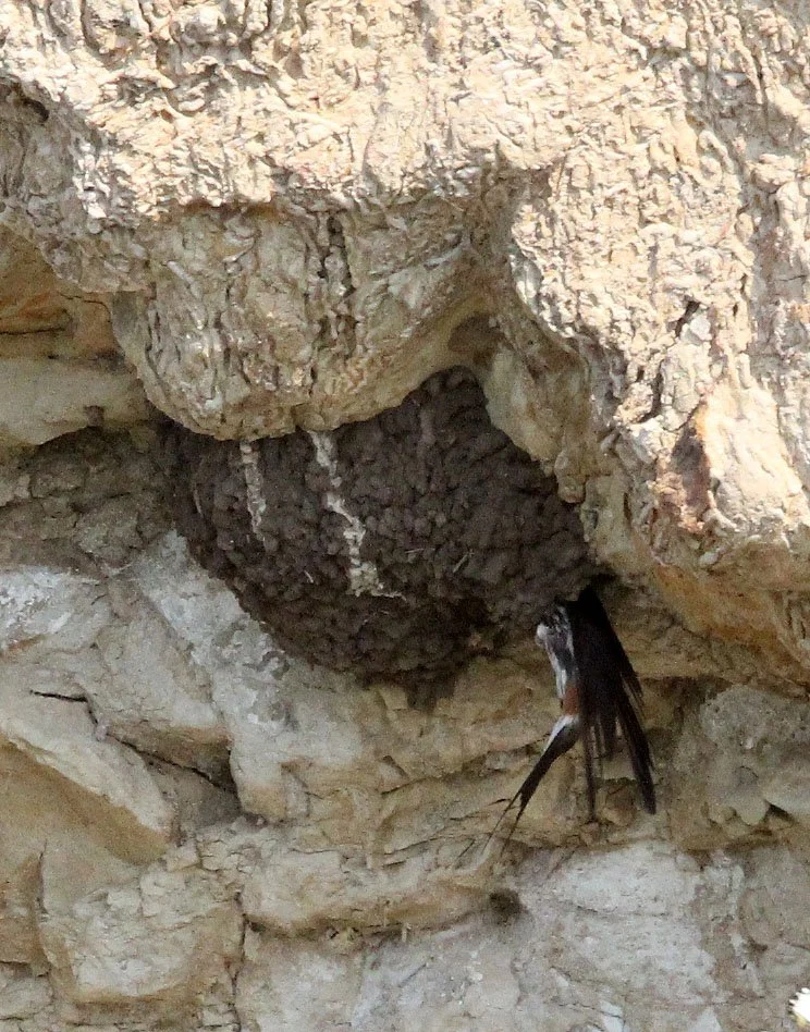 QUEEN ELIZABETH NP UGANDA.JPG