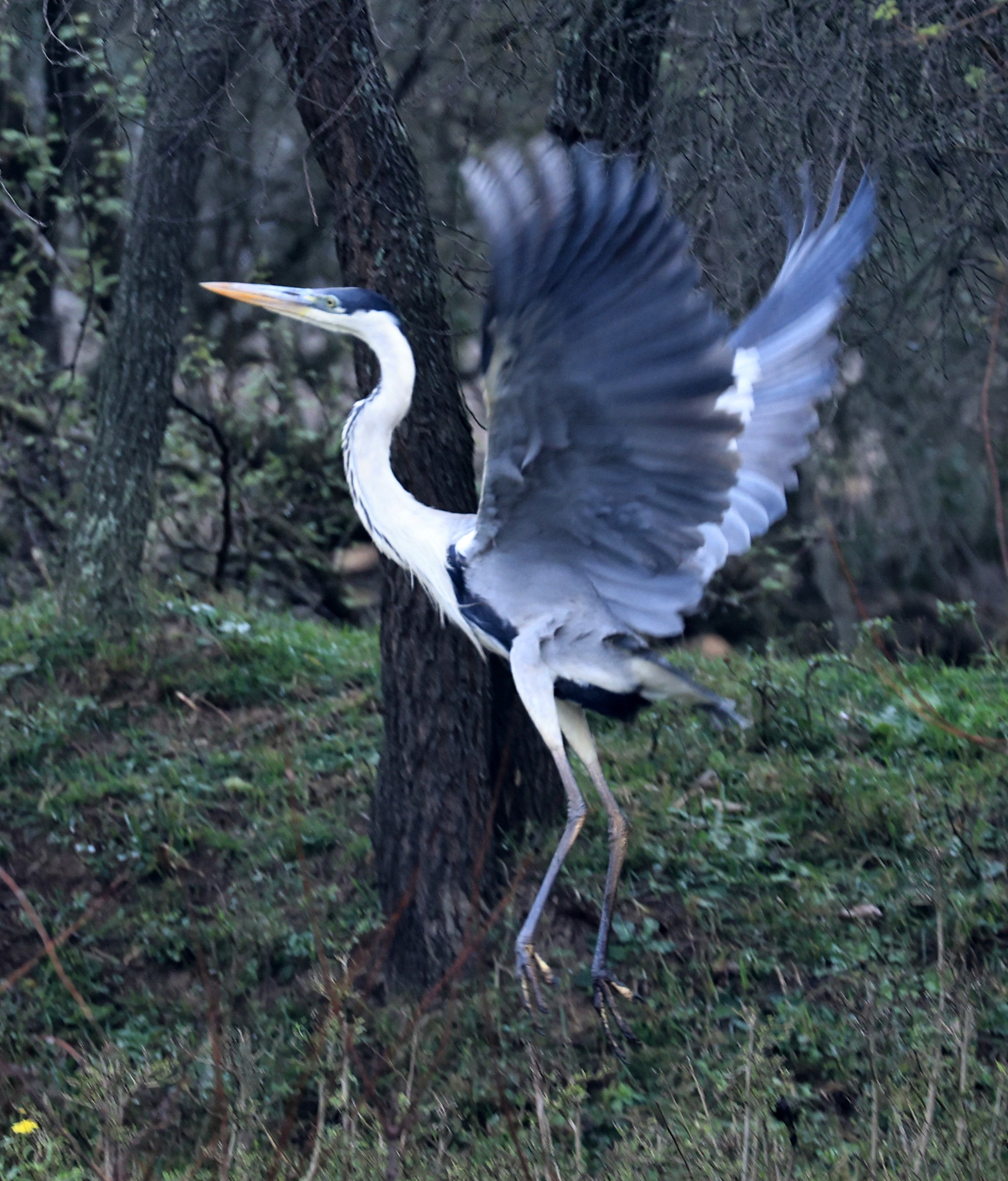 Cocoi Heron (Ardea cocoi) Reserva Natural Ceibas, Entre Rios, Argentina (21).jpg