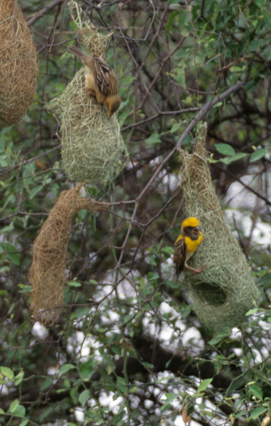 BIRD - WEAVER - BAYA WEAVERS - KALEODEO INDIA (2)1.jpg