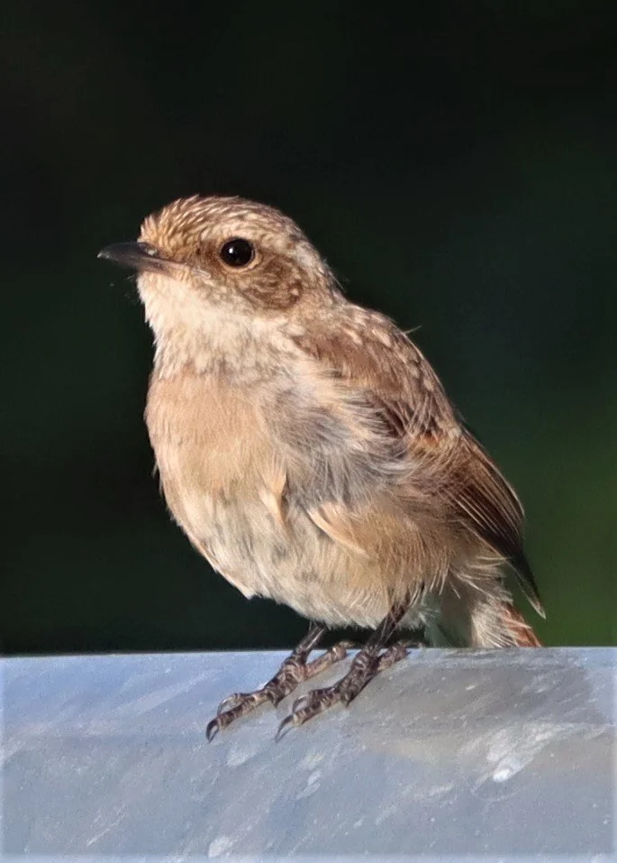 BUSH CHAT - GREY BUSH CHAT - Saxicola ferreus - DOI ANG KANG CHIANG MAI (5).jpg